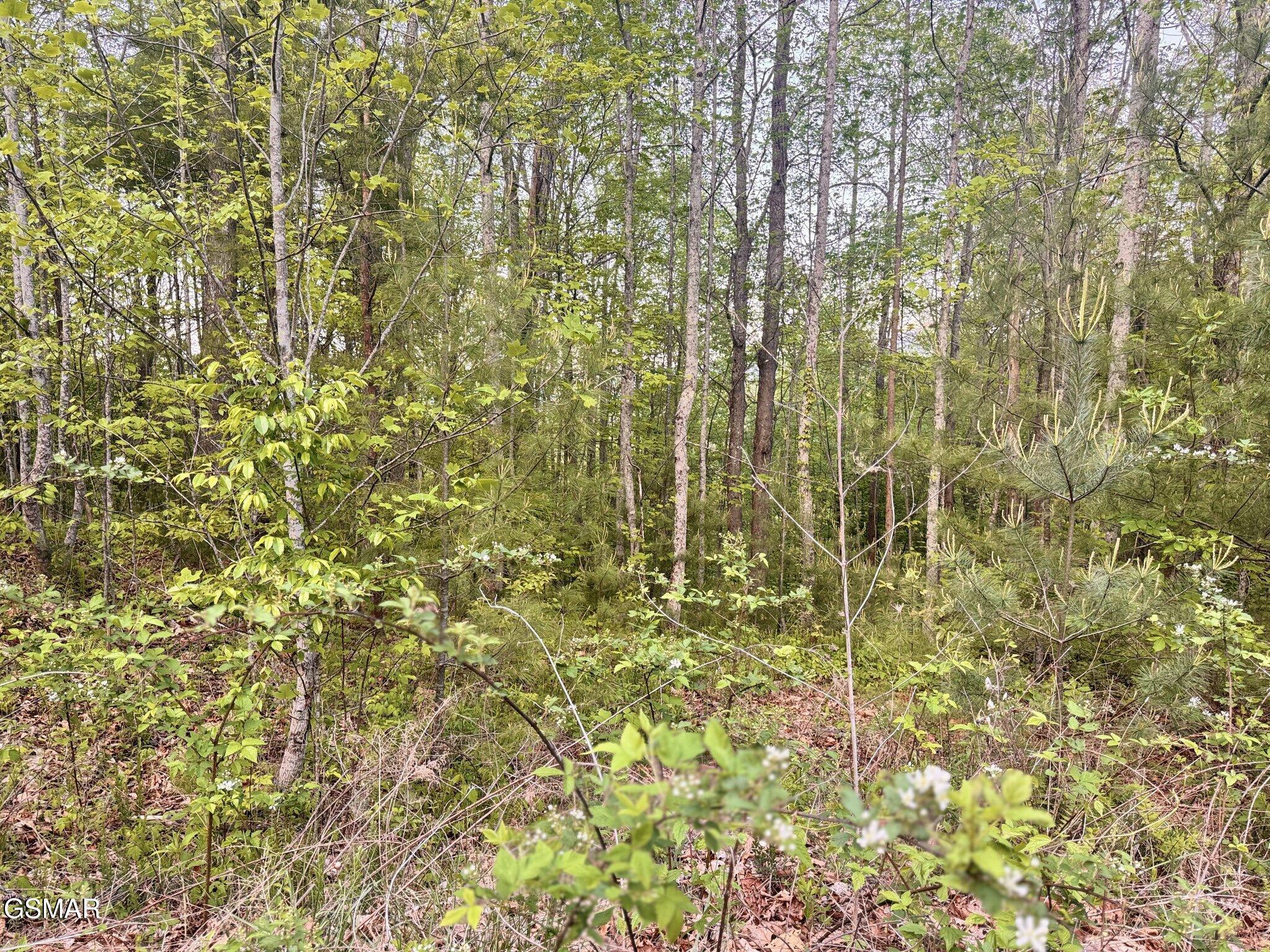 Lot 41 Black Maple Way Del Rio TN 37727