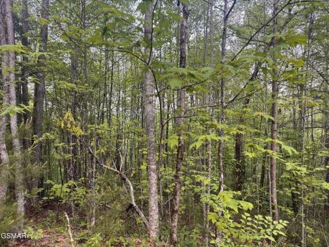 Lot 41 Black Maple Way Del Rio TN 37727