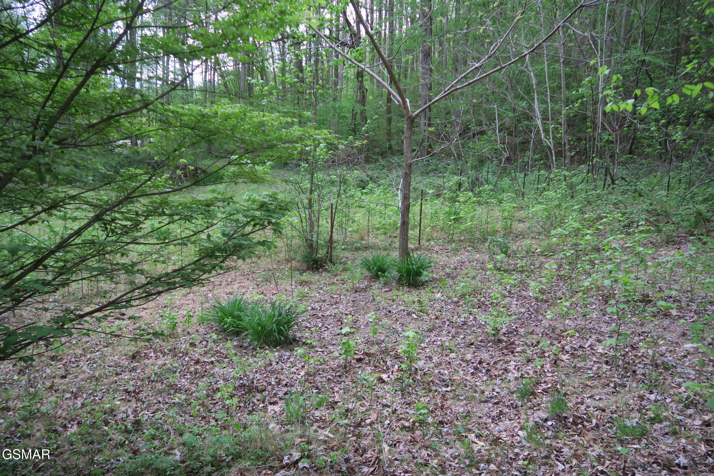 250 Mountain Side Lane Rocky Top TN 37769