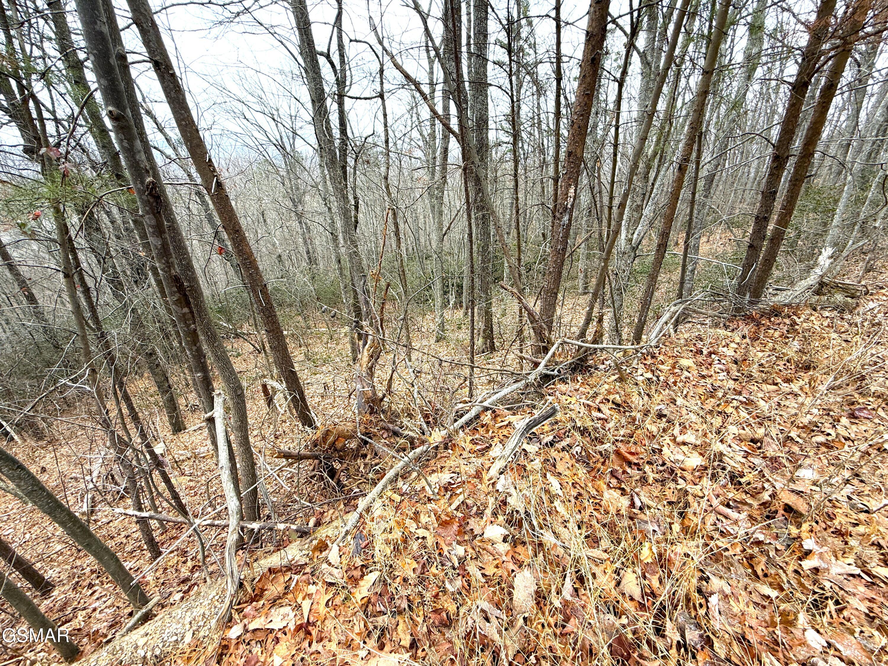 1.01 Ac Green Forest Road Cosby TN 37722
