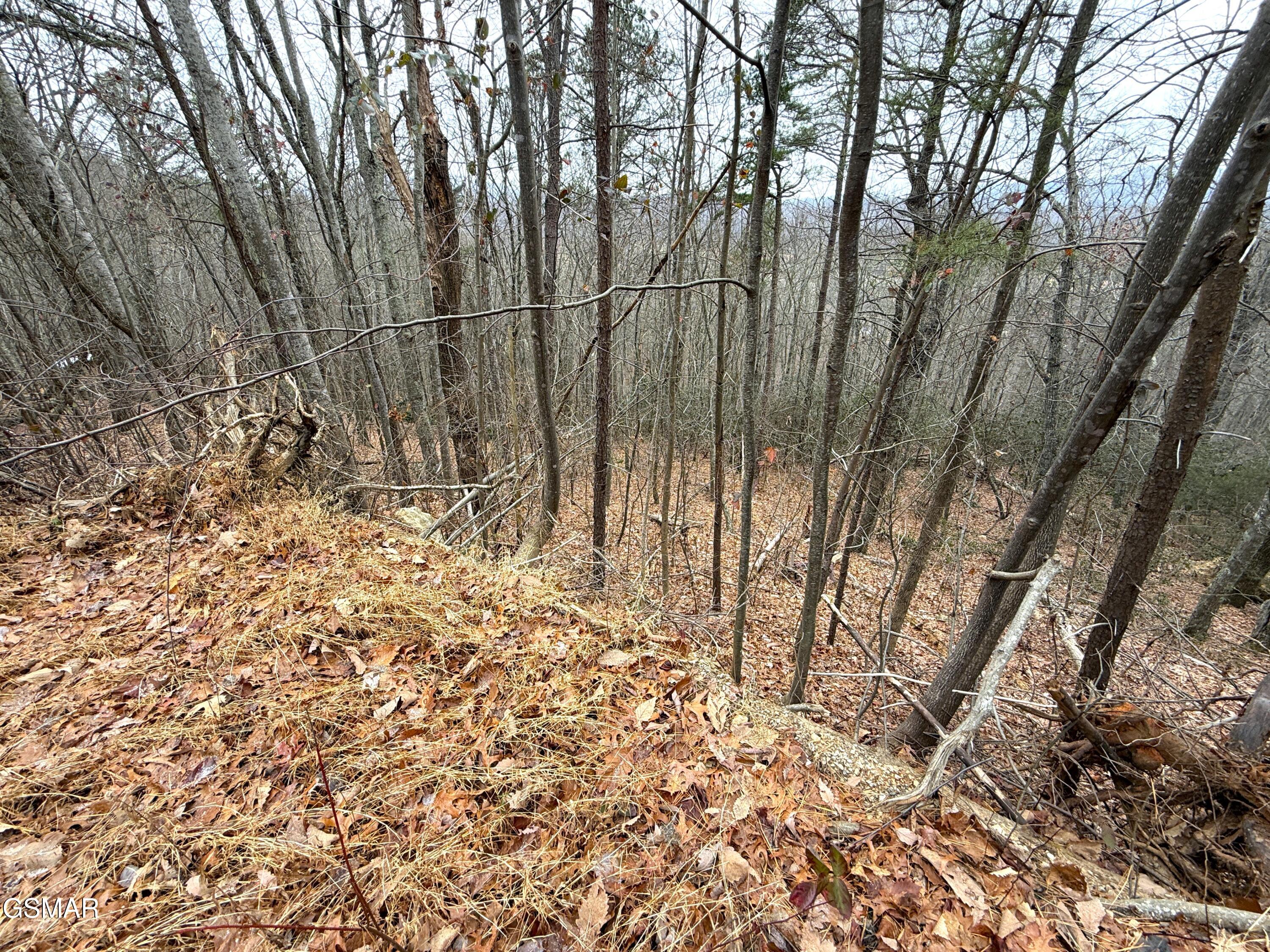 1.01 Ac Green Forest Road Cosby TN 37722