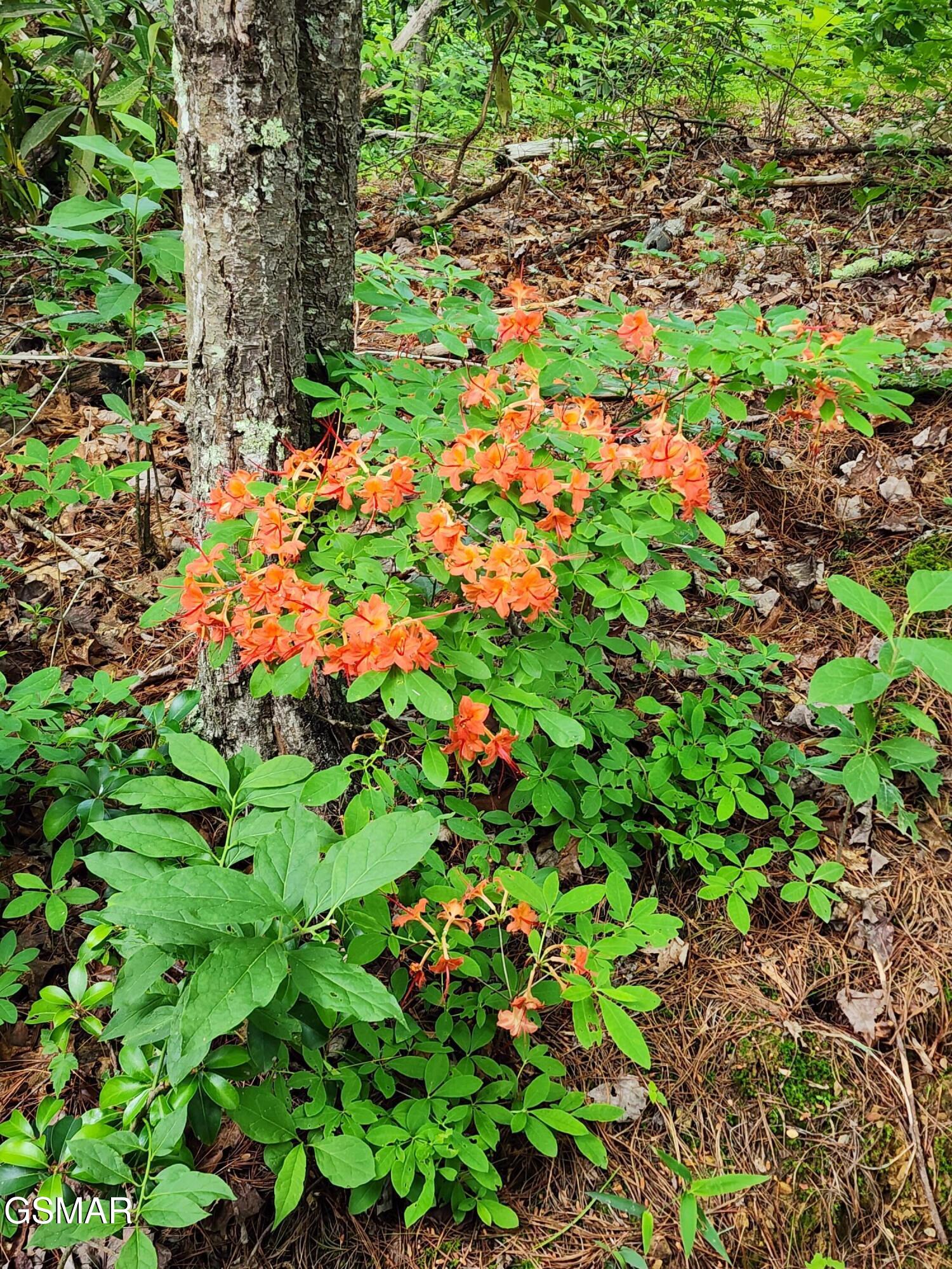 2050 E Millers Cove Road Walland TN 37886