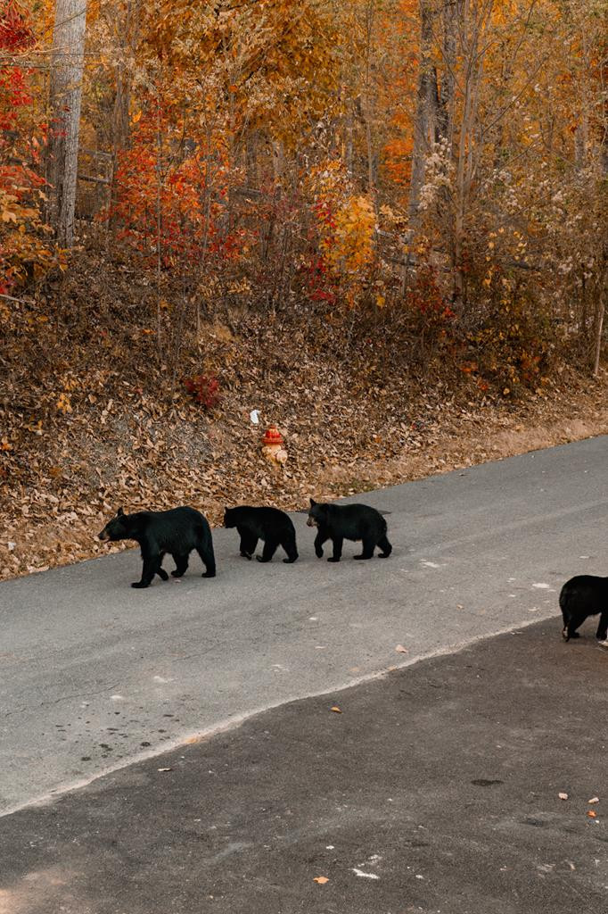 839 Deer Path Lane Gatlinburg TN 37738