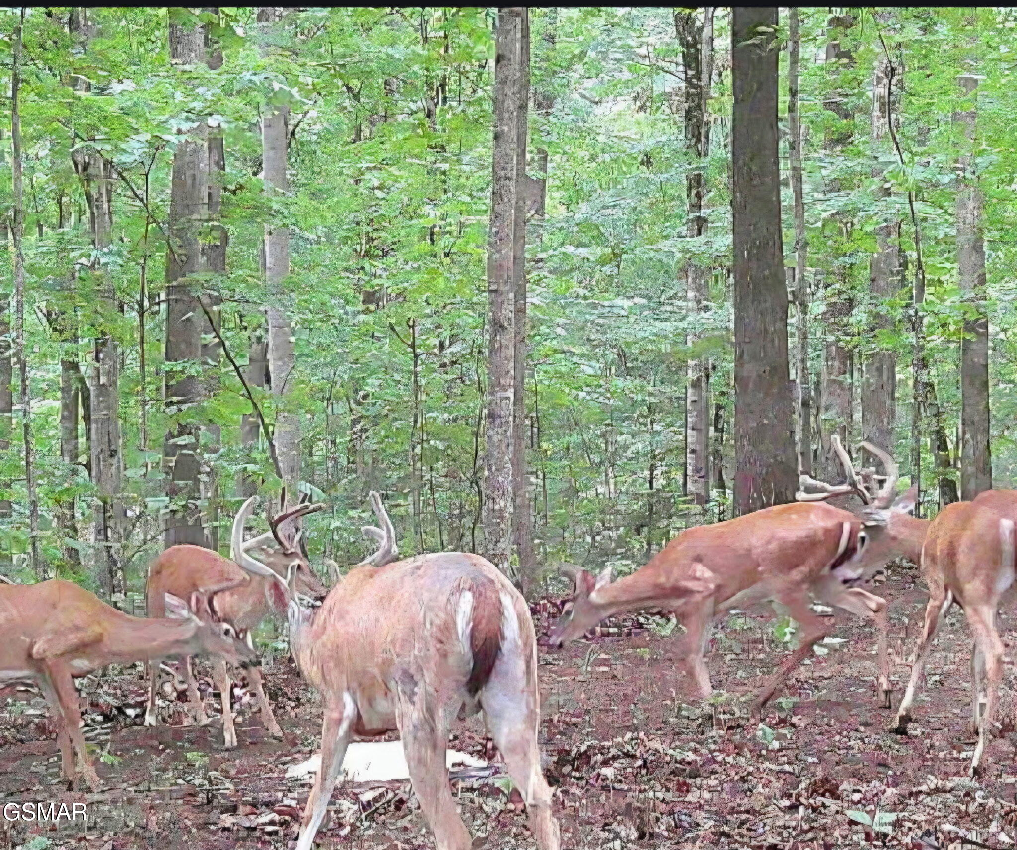 1827 Old Chilhowee Loop Seymour TN 37865