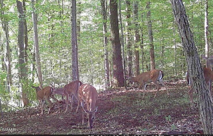 1827 Old Chilhowee Loop Seymour TN 37865