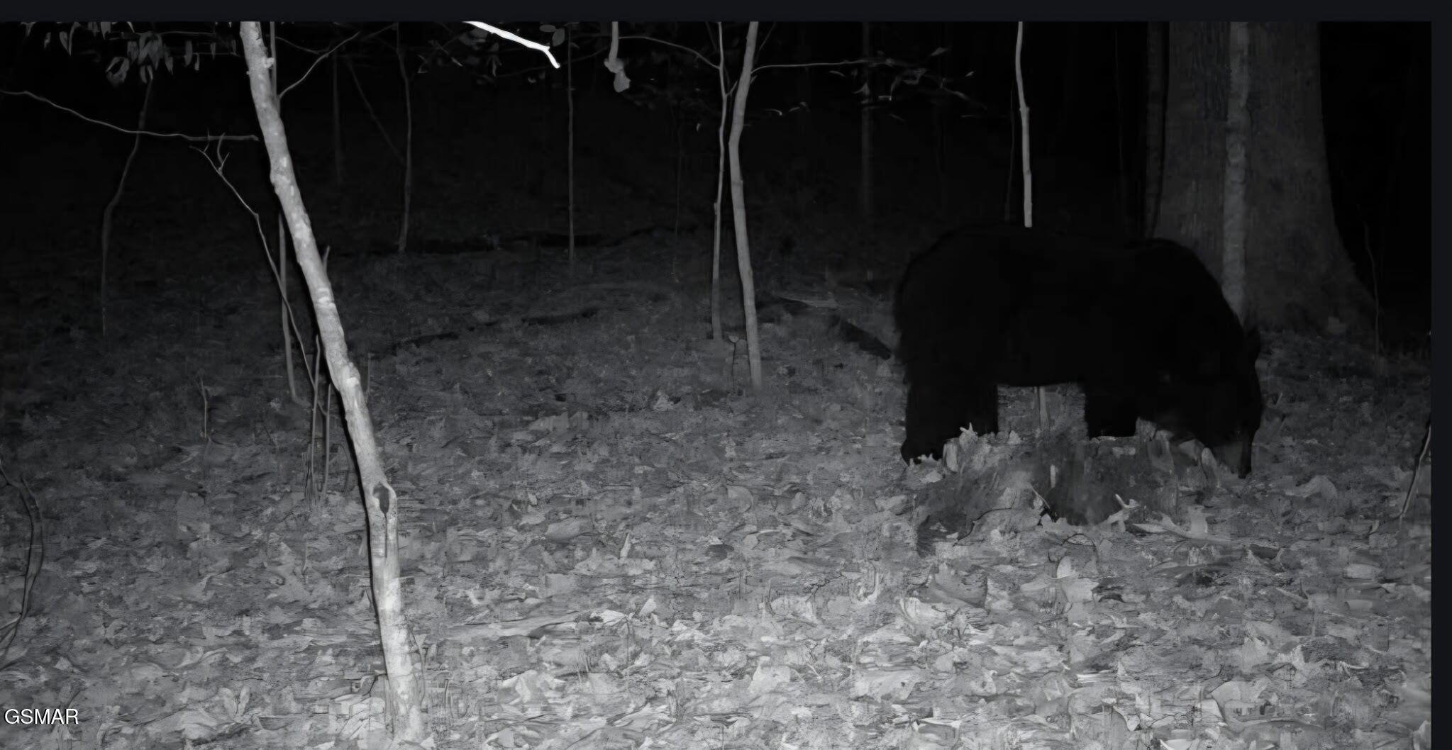 1827 Old Chilhowee Loop Seymour TN 37865