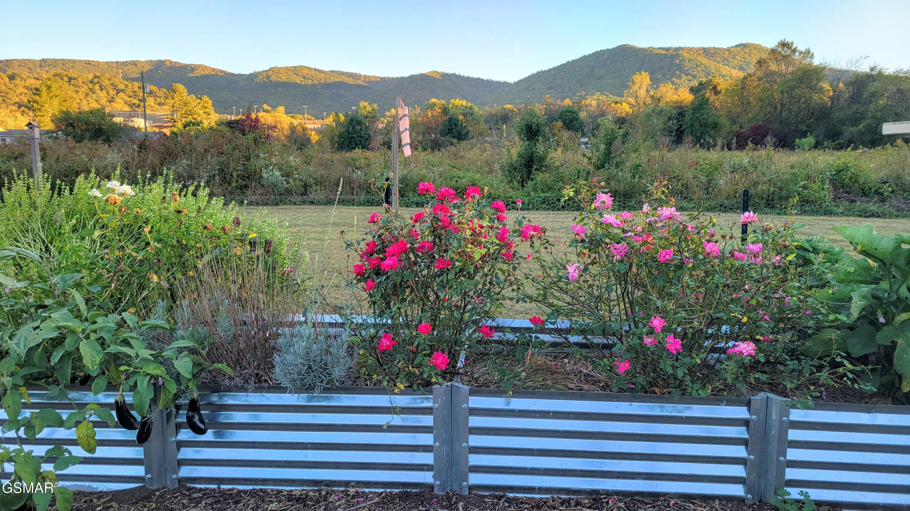 3143 Webbing Way Cosby TN 37722