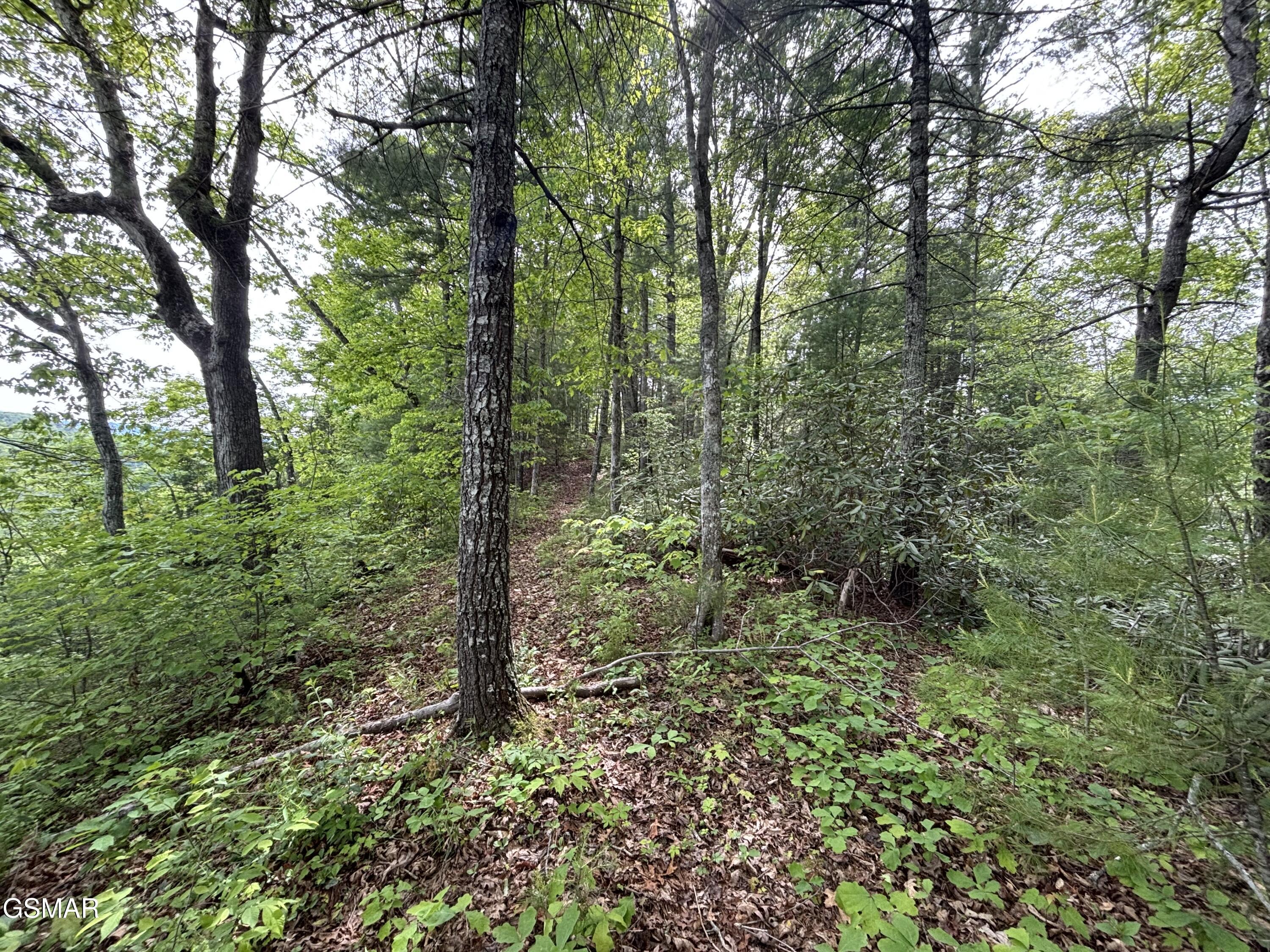 1450 Cabin Way Del Rio TN 37727