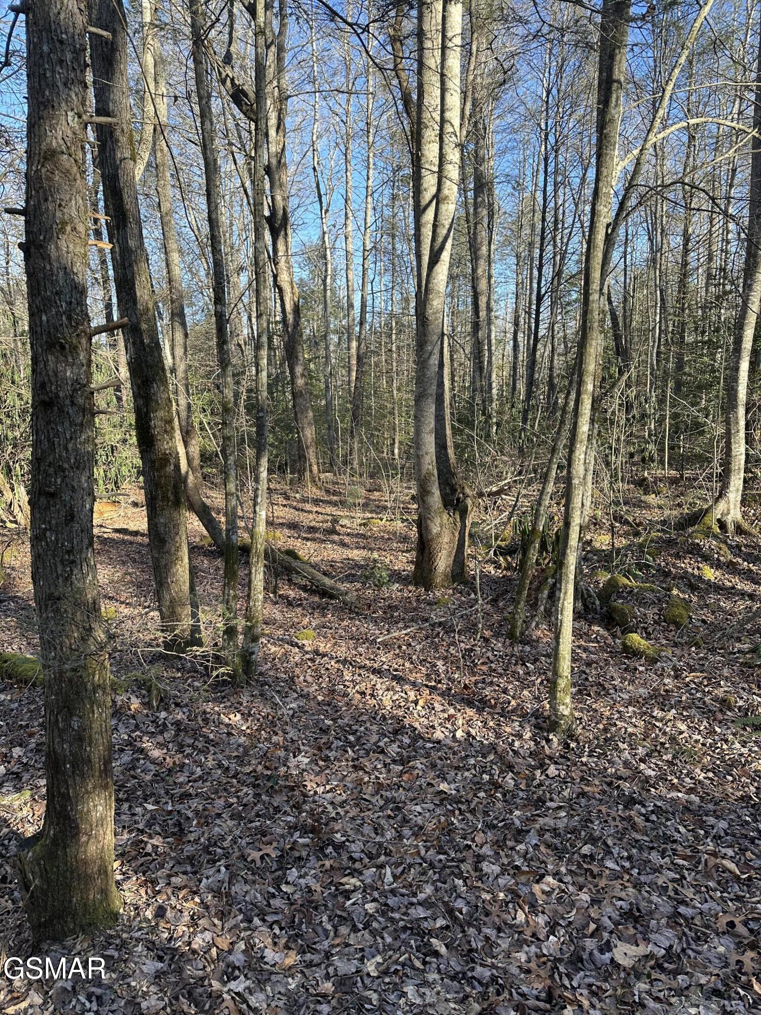 150 Cricket Hollow Way Cosby TN 37722