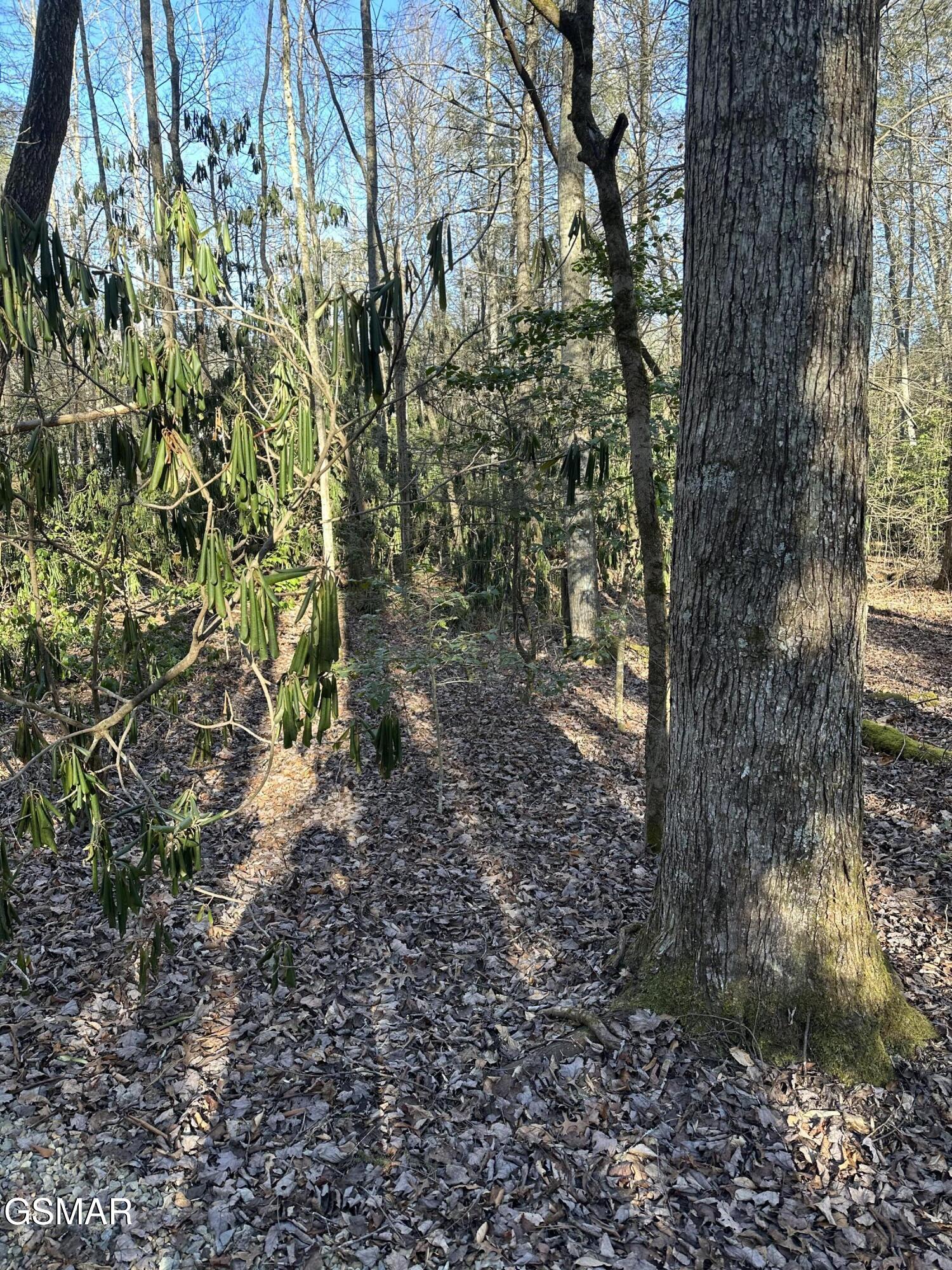 150 Cricket Hollow Way Cosby TN 37722