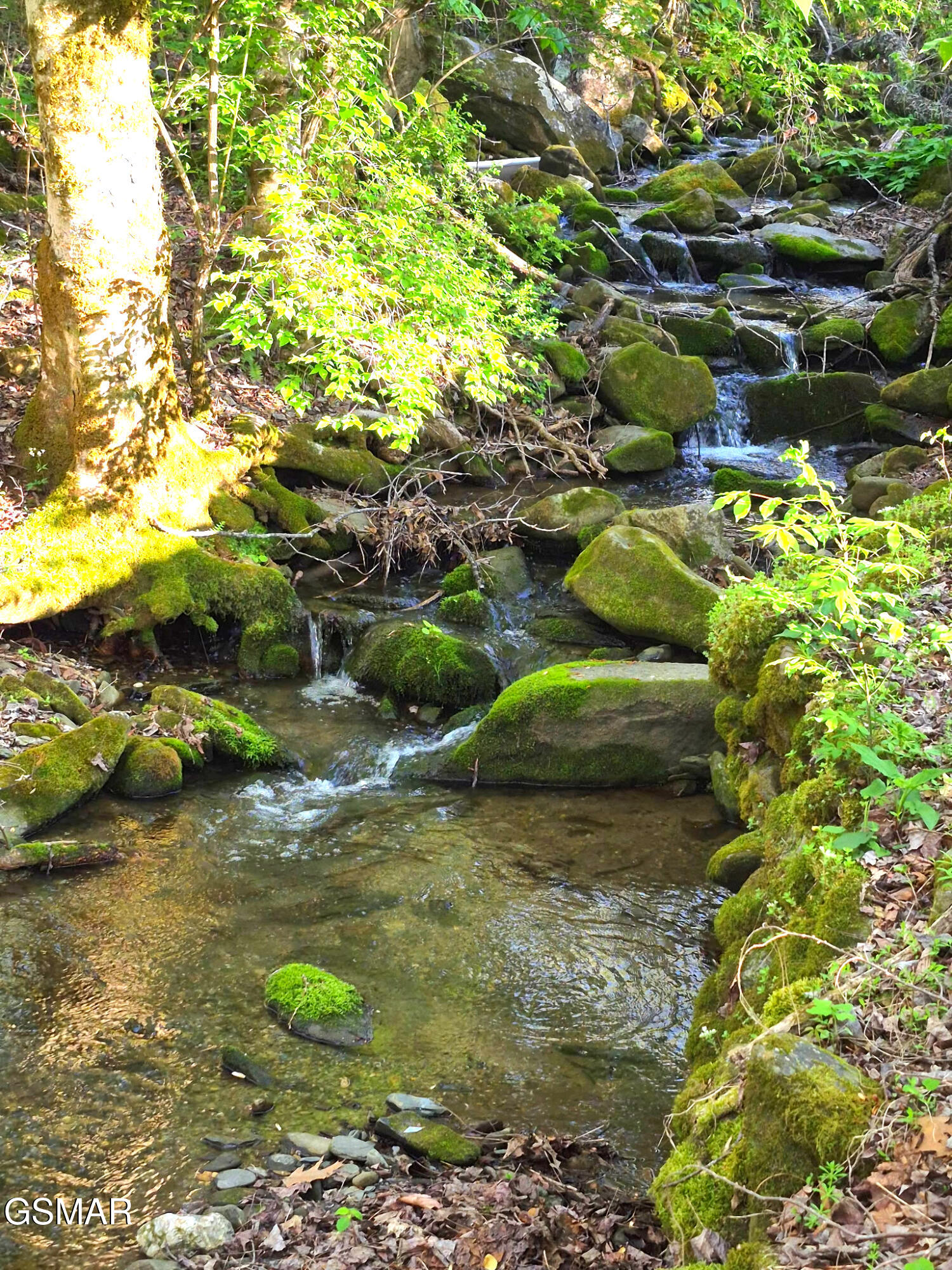 4455 Trail Hollow Road Cosby TN 37722