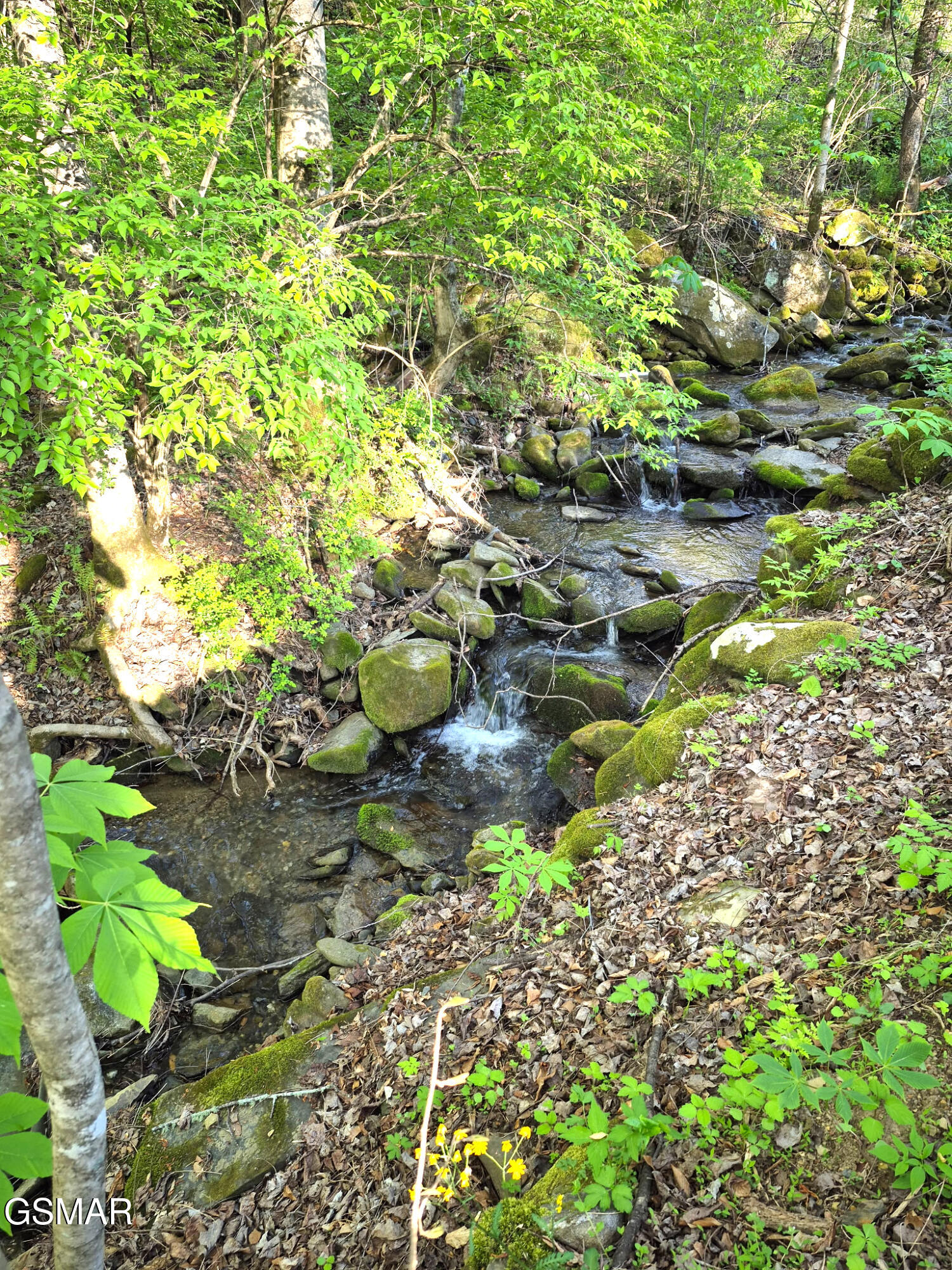 4455 Trail Hollow Road Cosby TN 37722