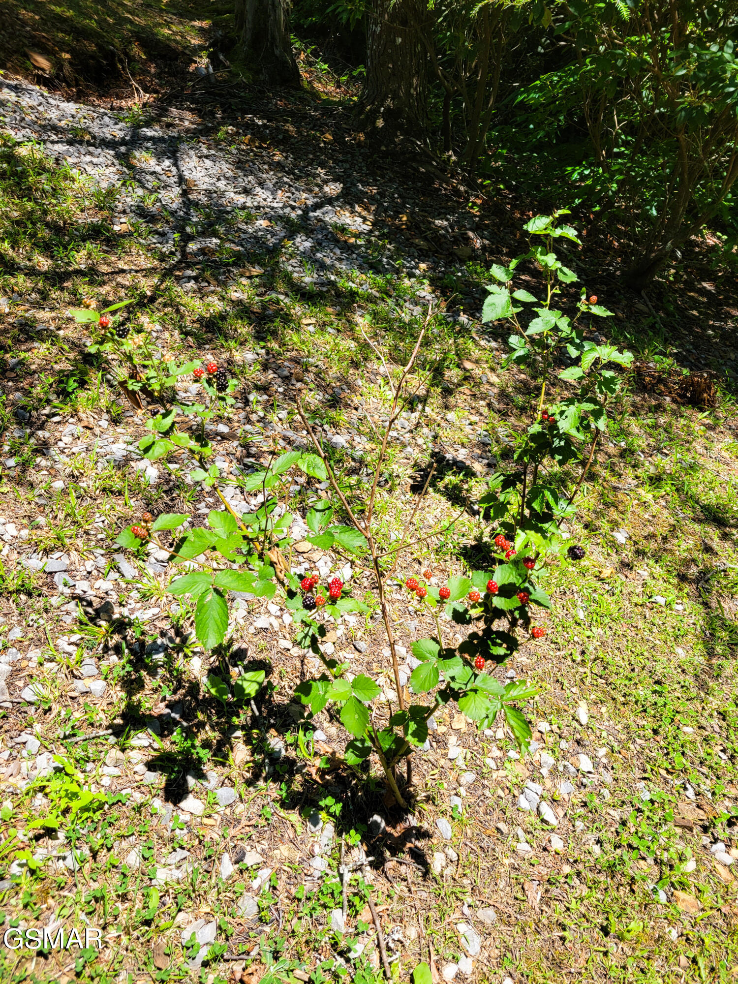 4723 Riversong Ridge Way Sevierville TN 37876