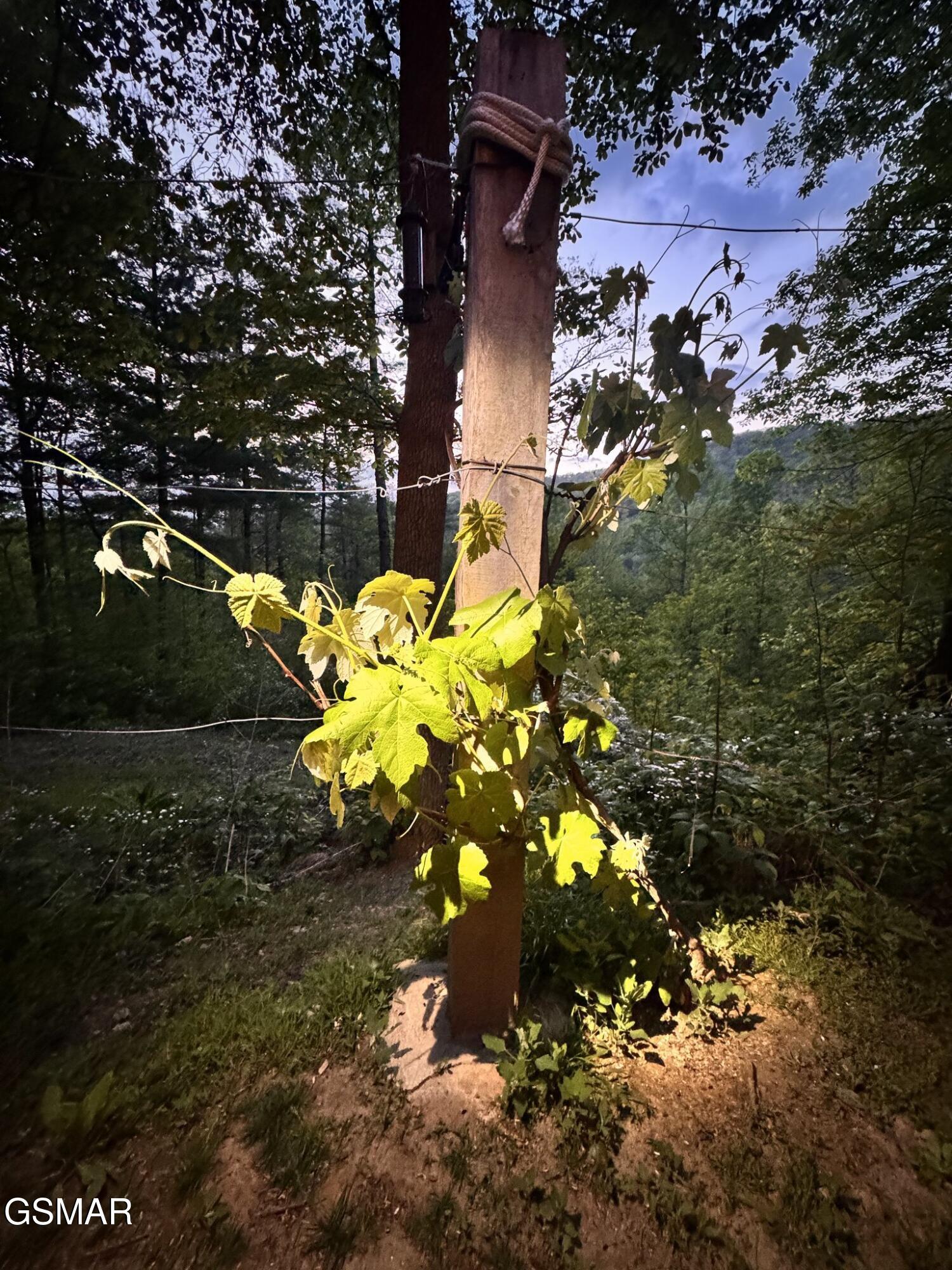 132 Sugar Maple Way Del Rio TN 37727