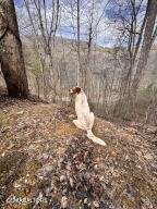 132 Sugar Maple Way Del Rio TN 37727