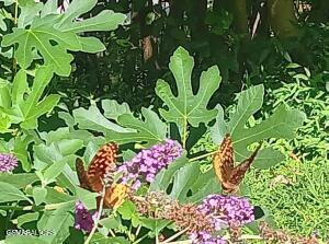 132 Sugar Maple Way Del Rio TN 37727