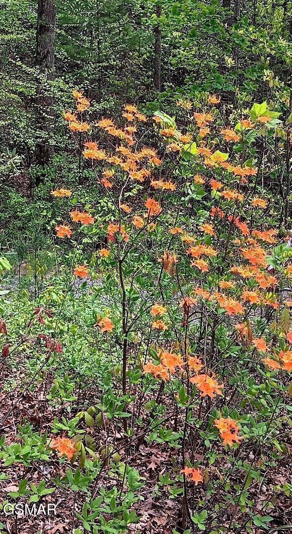 132 Sugar Maple Way Del Rio TN 37727