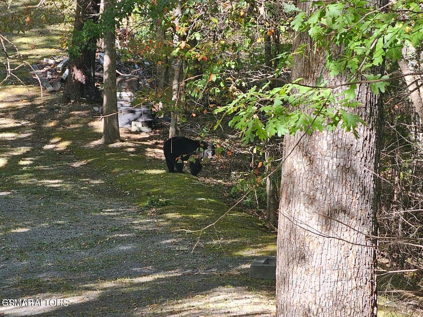 3127 Emerald Springs Loop Sevierville TN 37862