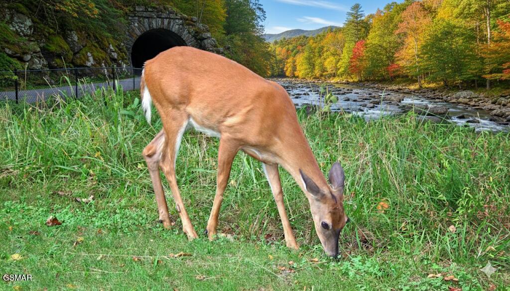 2835 White Oak Ridge Lane Sevierville TN 37862