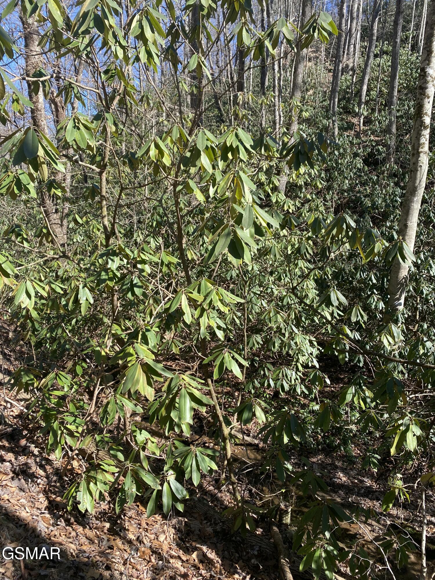 1823 Laurel Valley Way Sevierville TN 37862