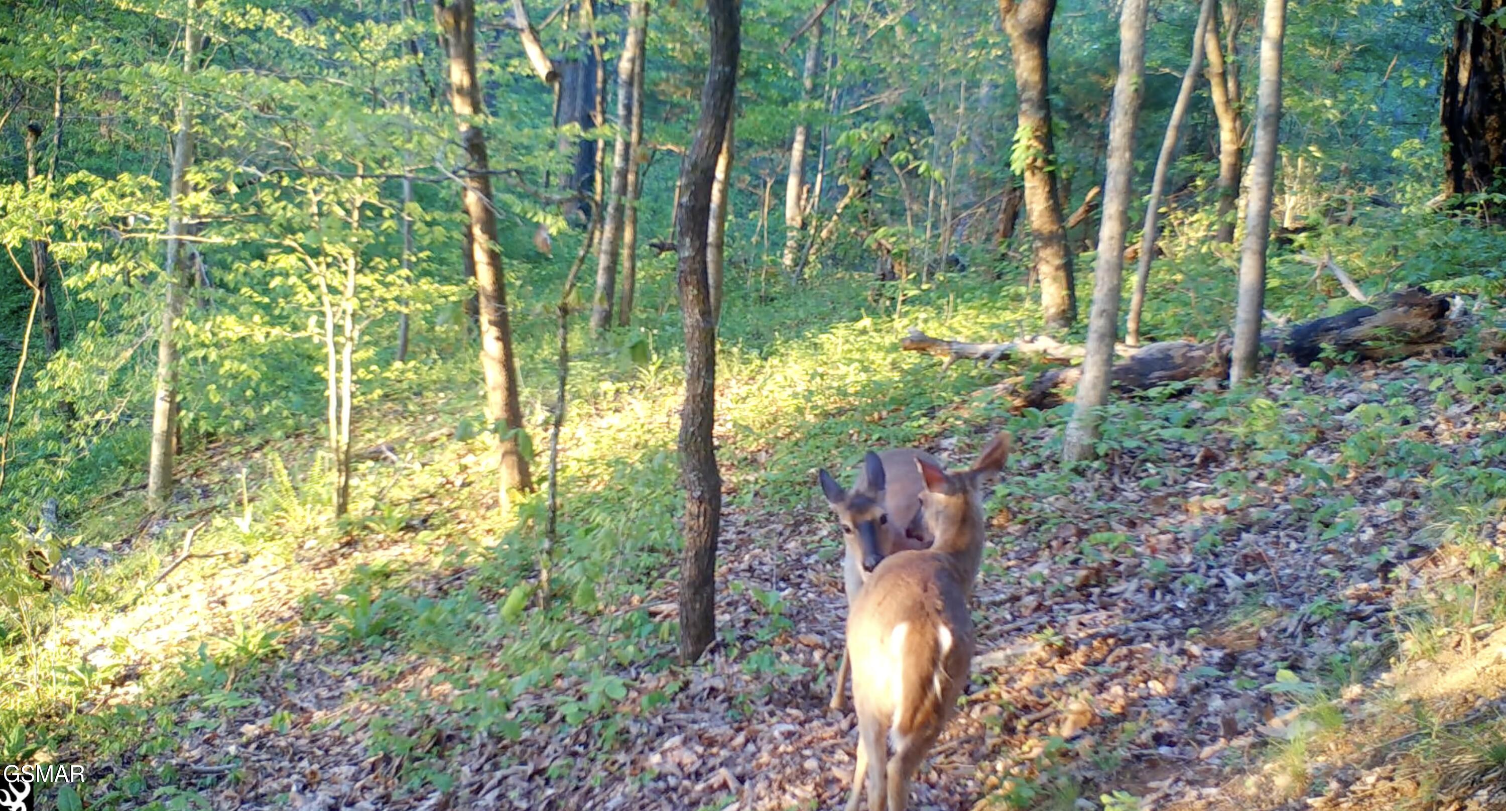 804 S Shiloh Road Seymour TN 37865