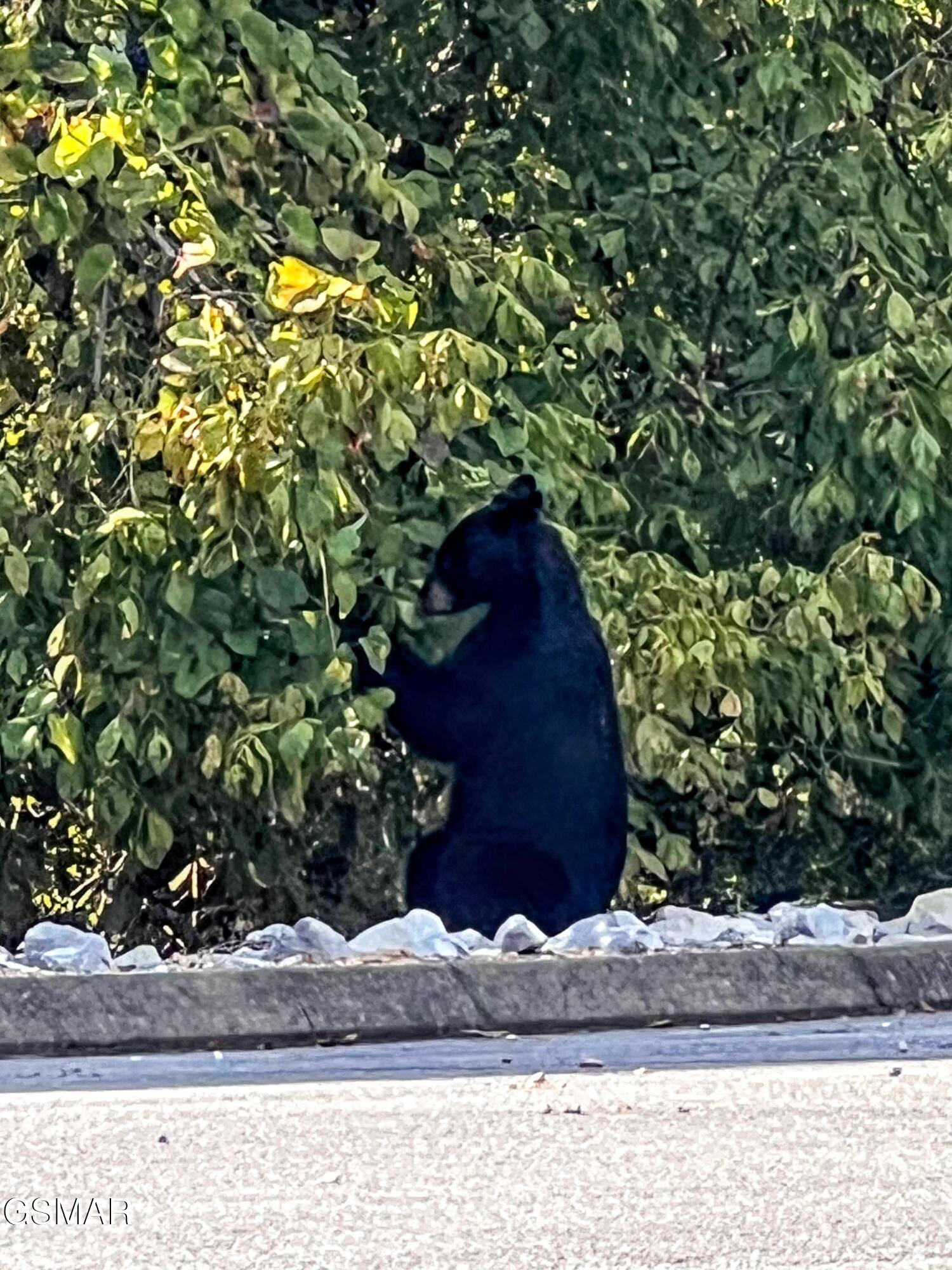 2866 White Oak Ridge Lane Sevierville TN 37862