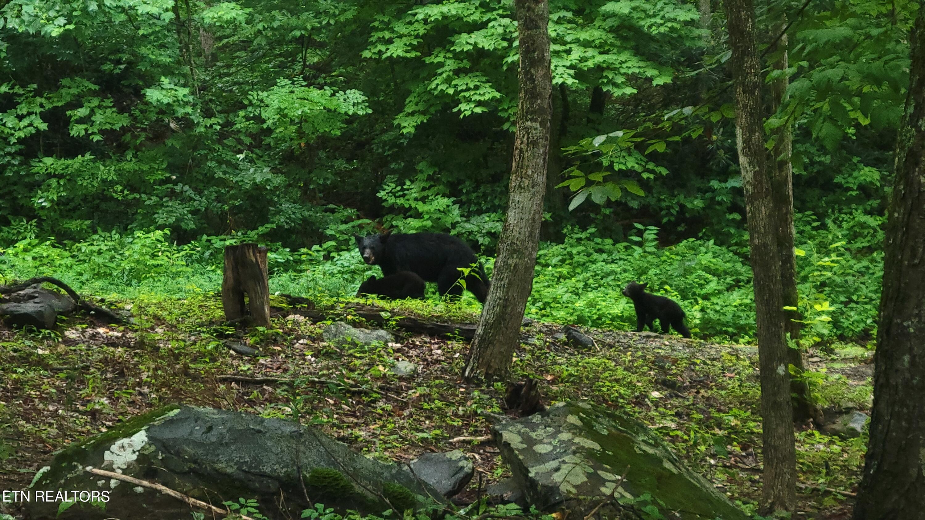 1235 Ski Mountain Road Gatlinburg TN 37738