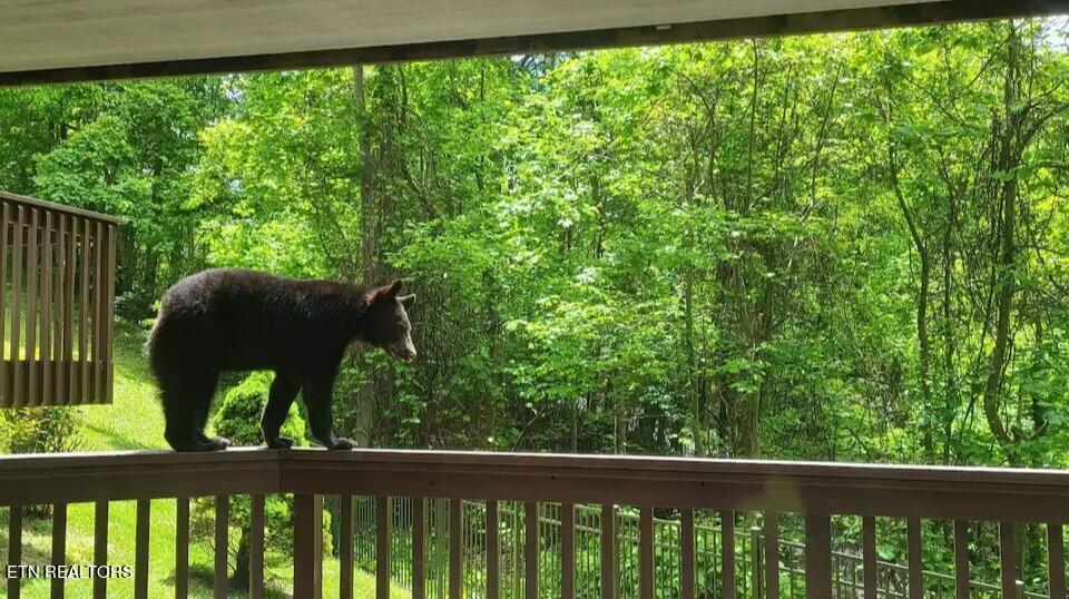 1155 Upper Alpine Way Gatlinburg TN 37738
