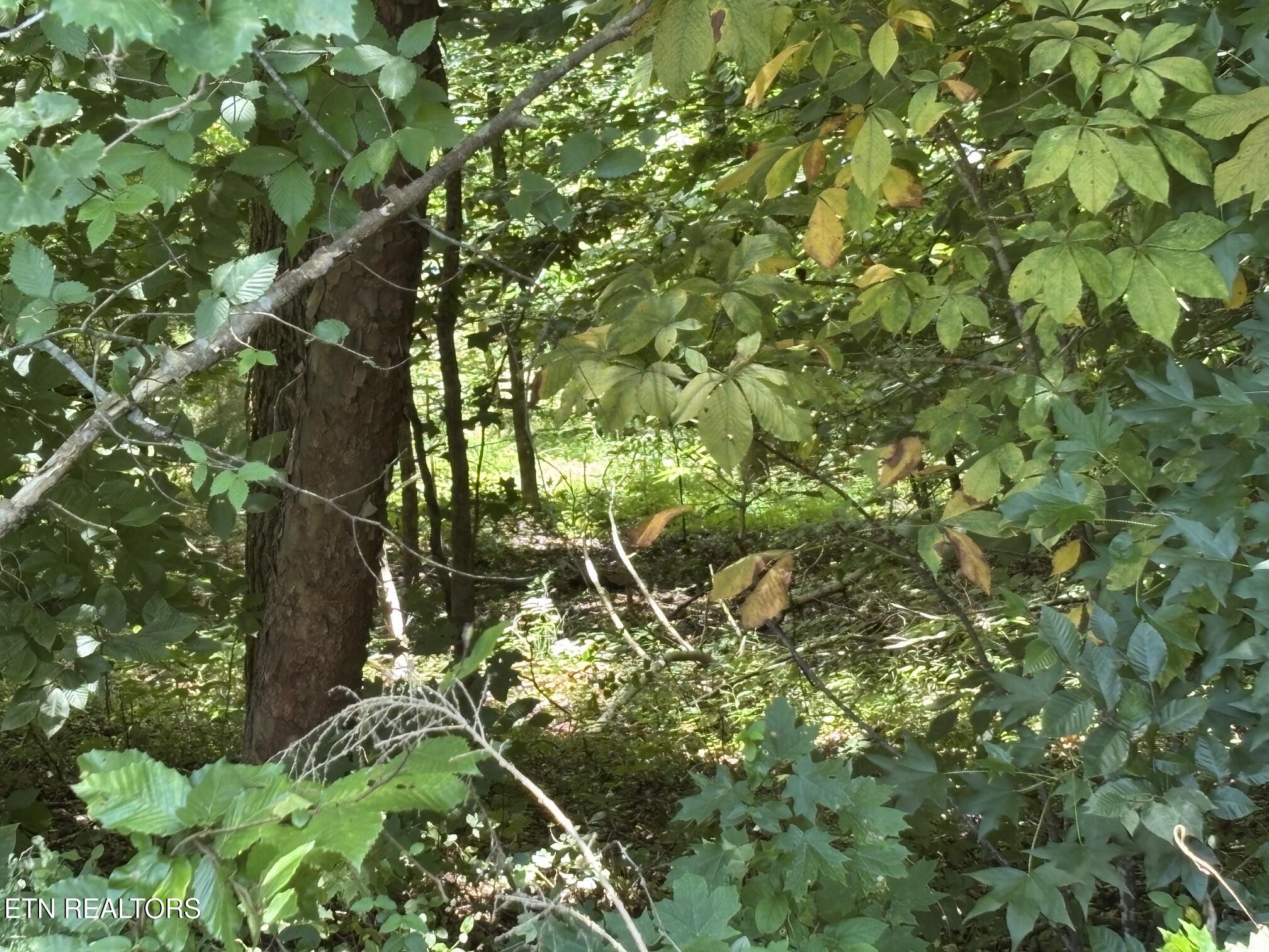Shoreside Road New Tazewell TN 37825
