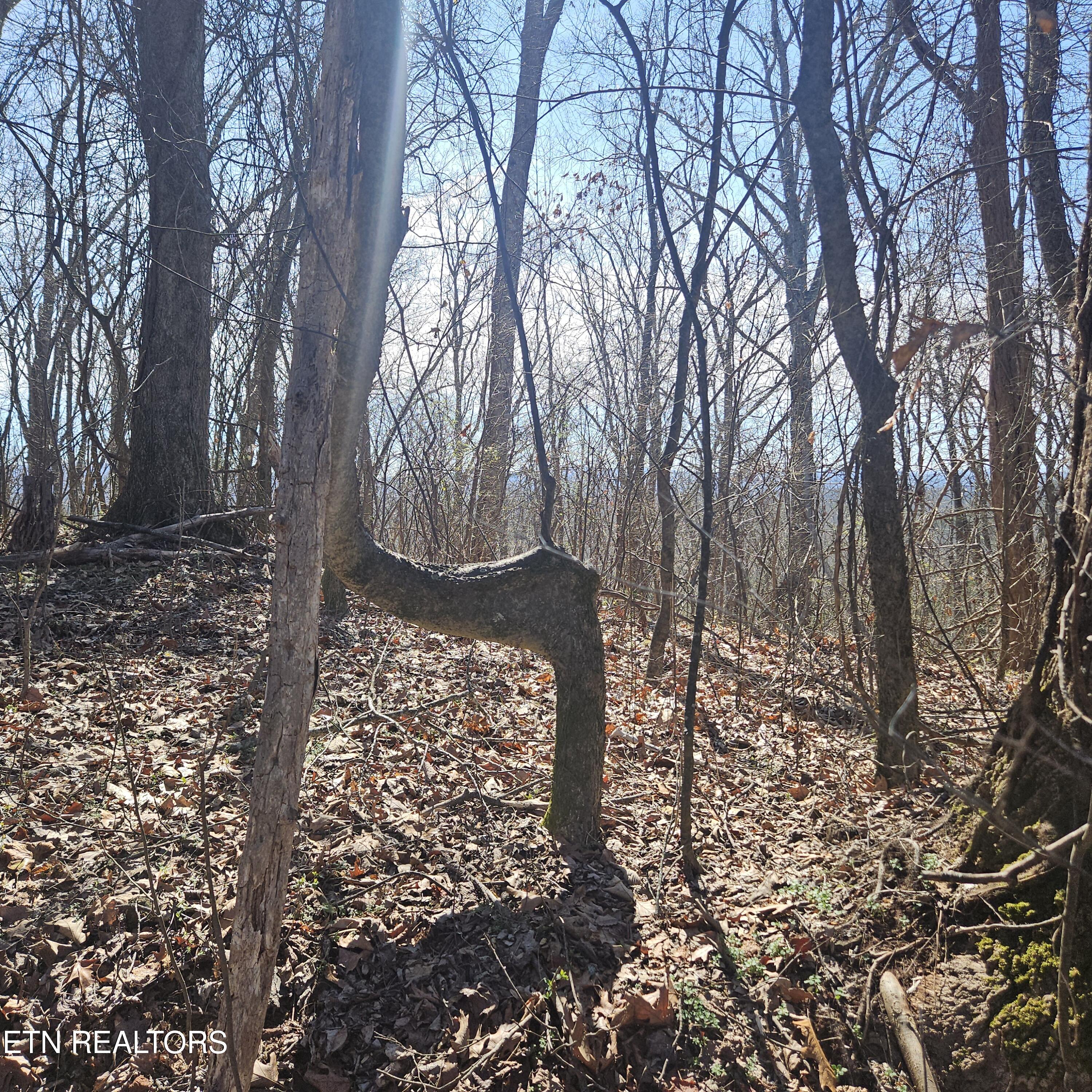 0 Lick Creek Road Tellico Plains TN 37385
