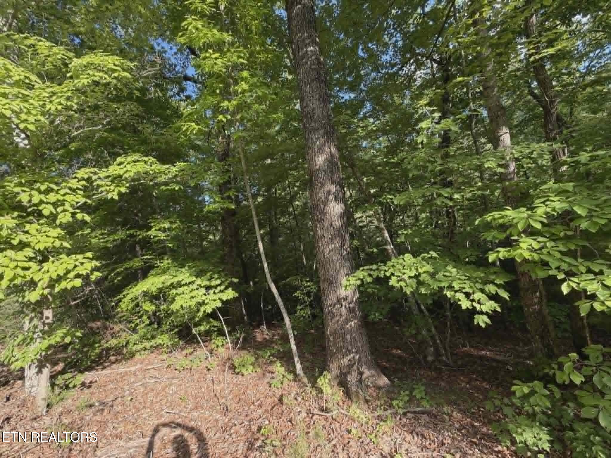 Fox Hunters Lane Sevierville TN 37876