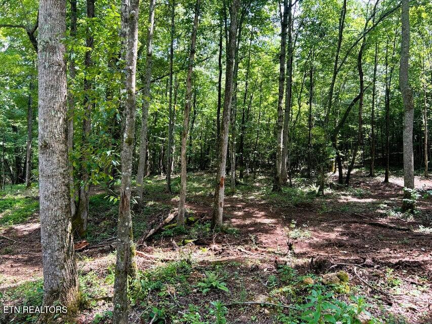 Tract 7 Pleasant Hill Road Ten Mile TN 37880