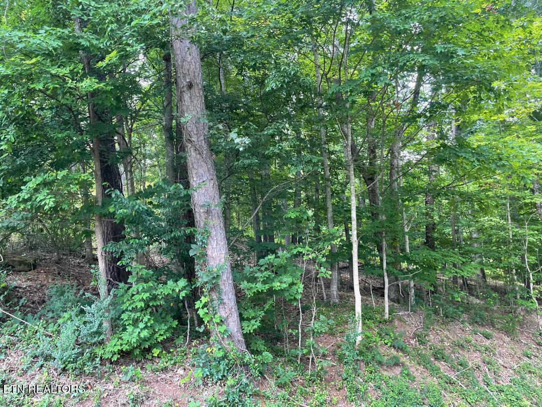 64 Riddle Street Dayton TN 37321