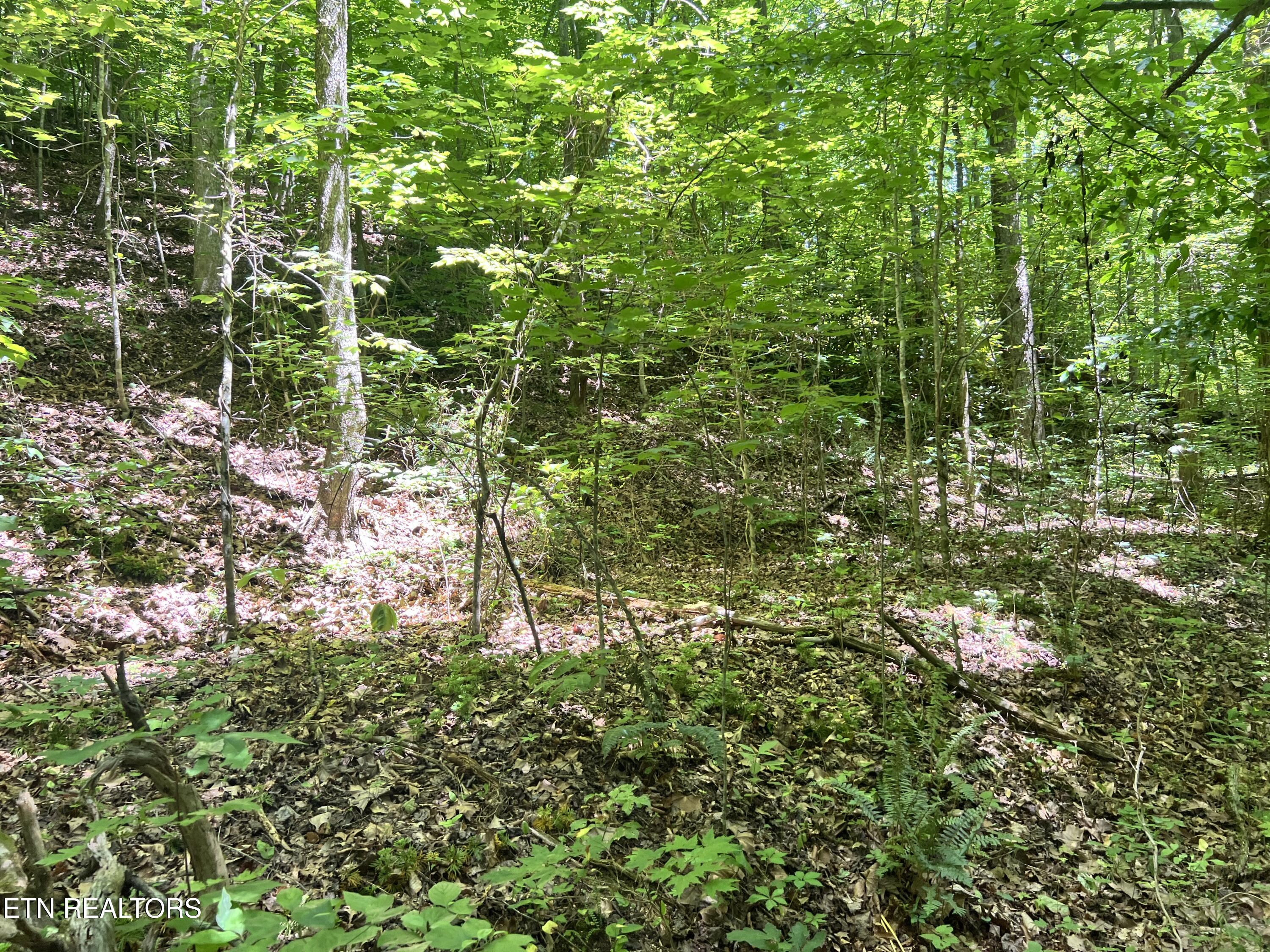 Fir Drive Sevierville TN 37876