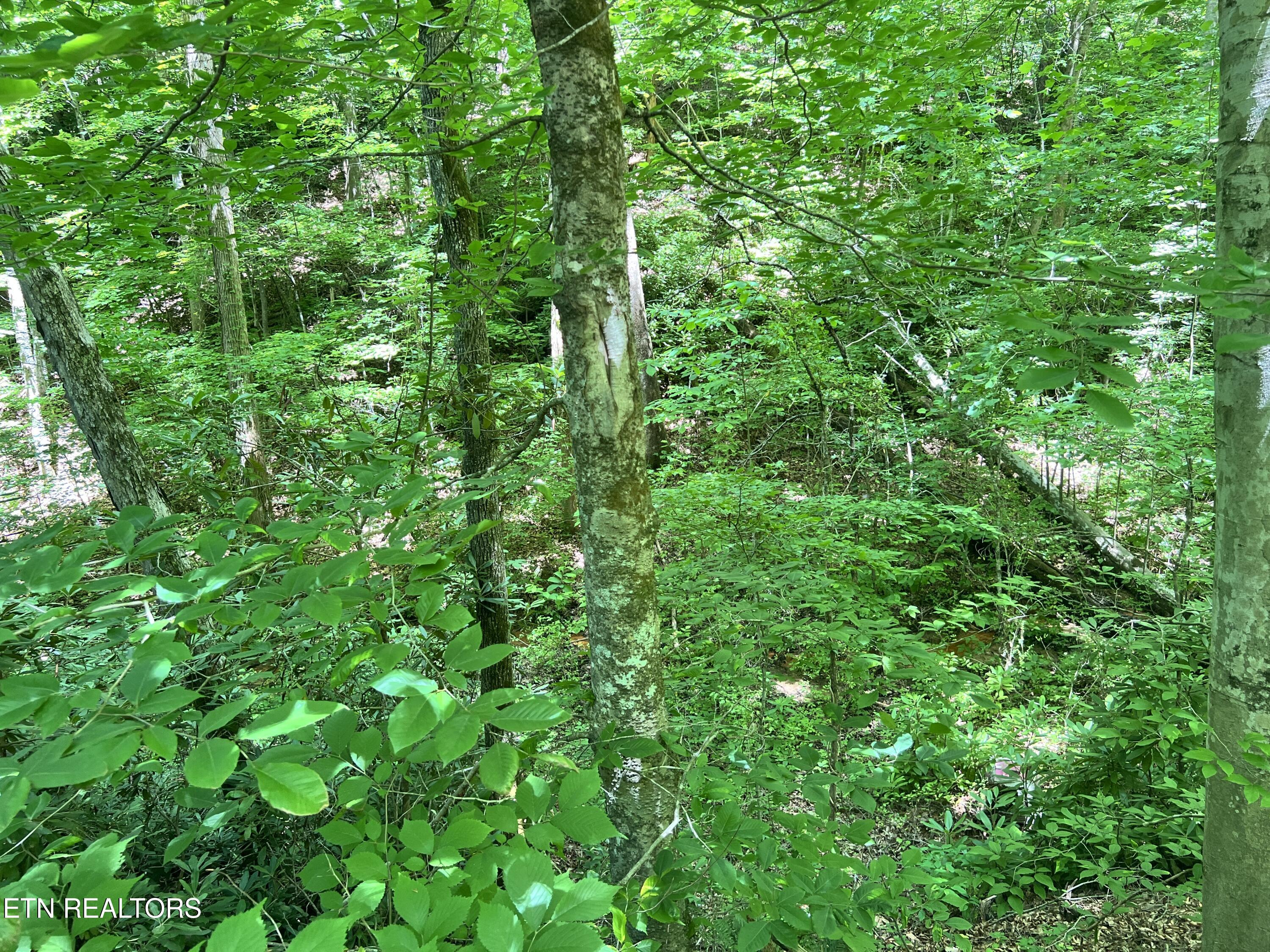 Fir Drive Sevierville TN 37876