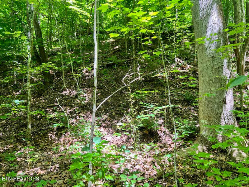Fir Drive Sevierville TN 37876