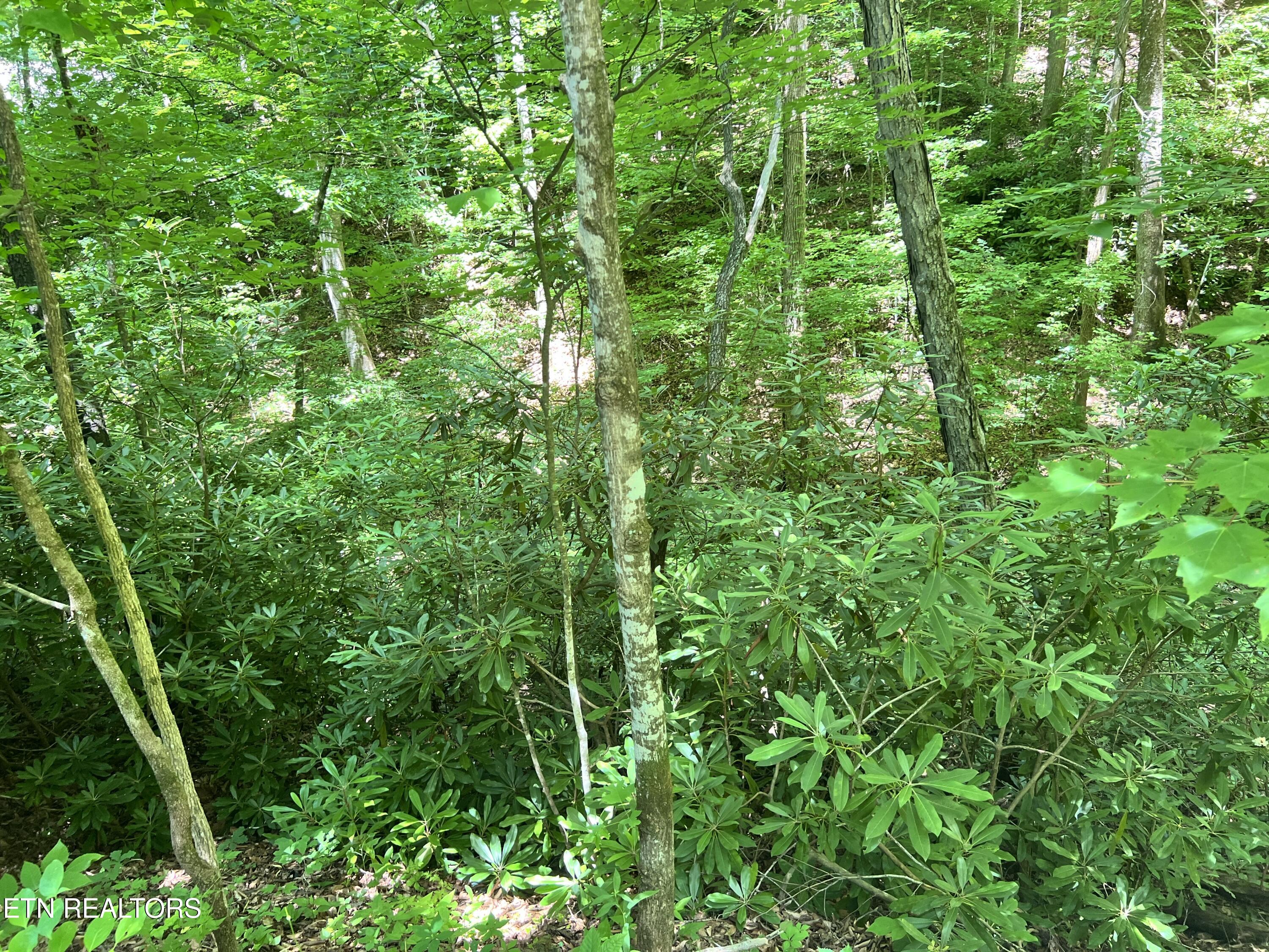 Fir Drive Sevierville TN 37876