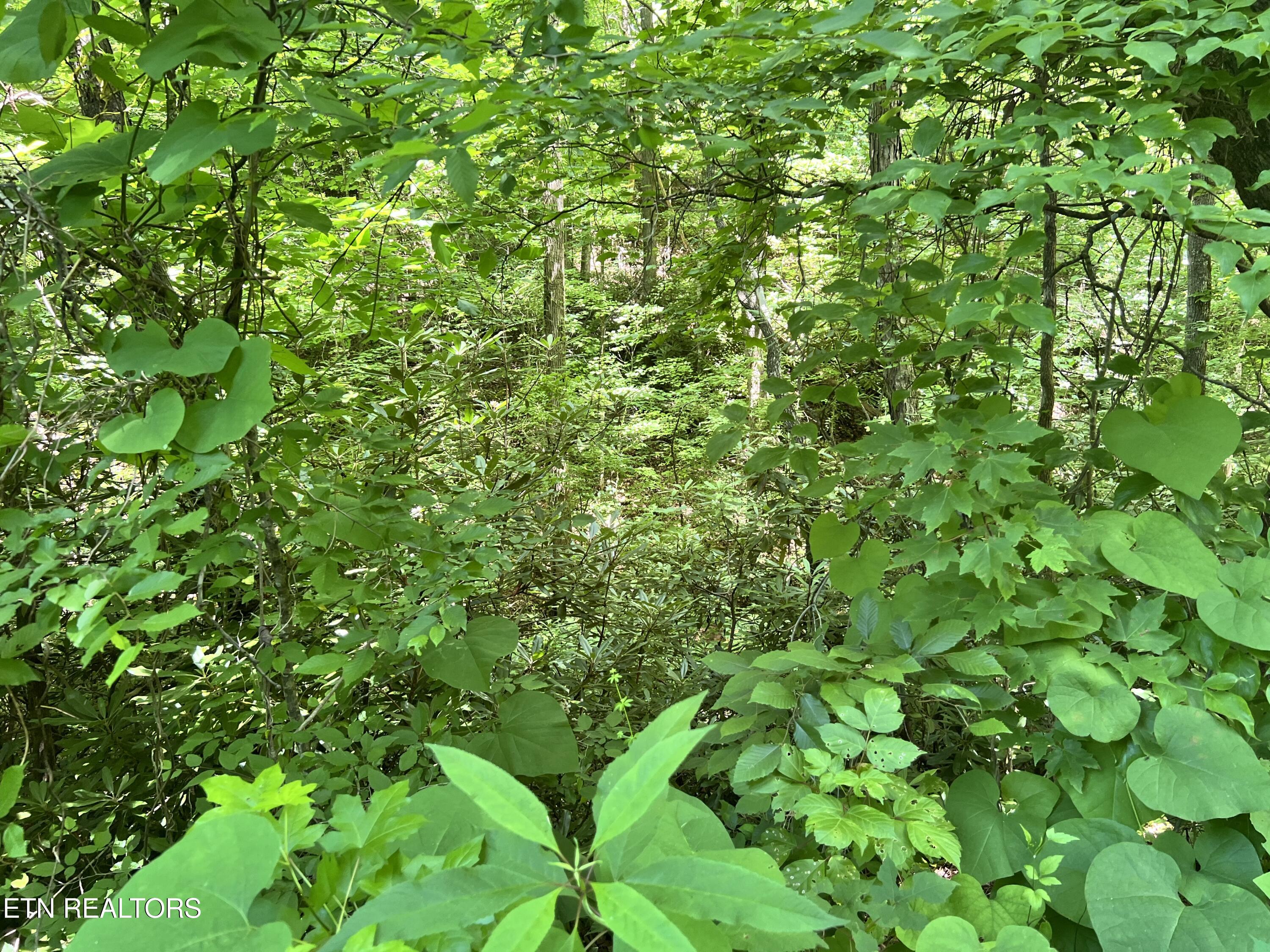 Fir Drive Sevierville TN 37876