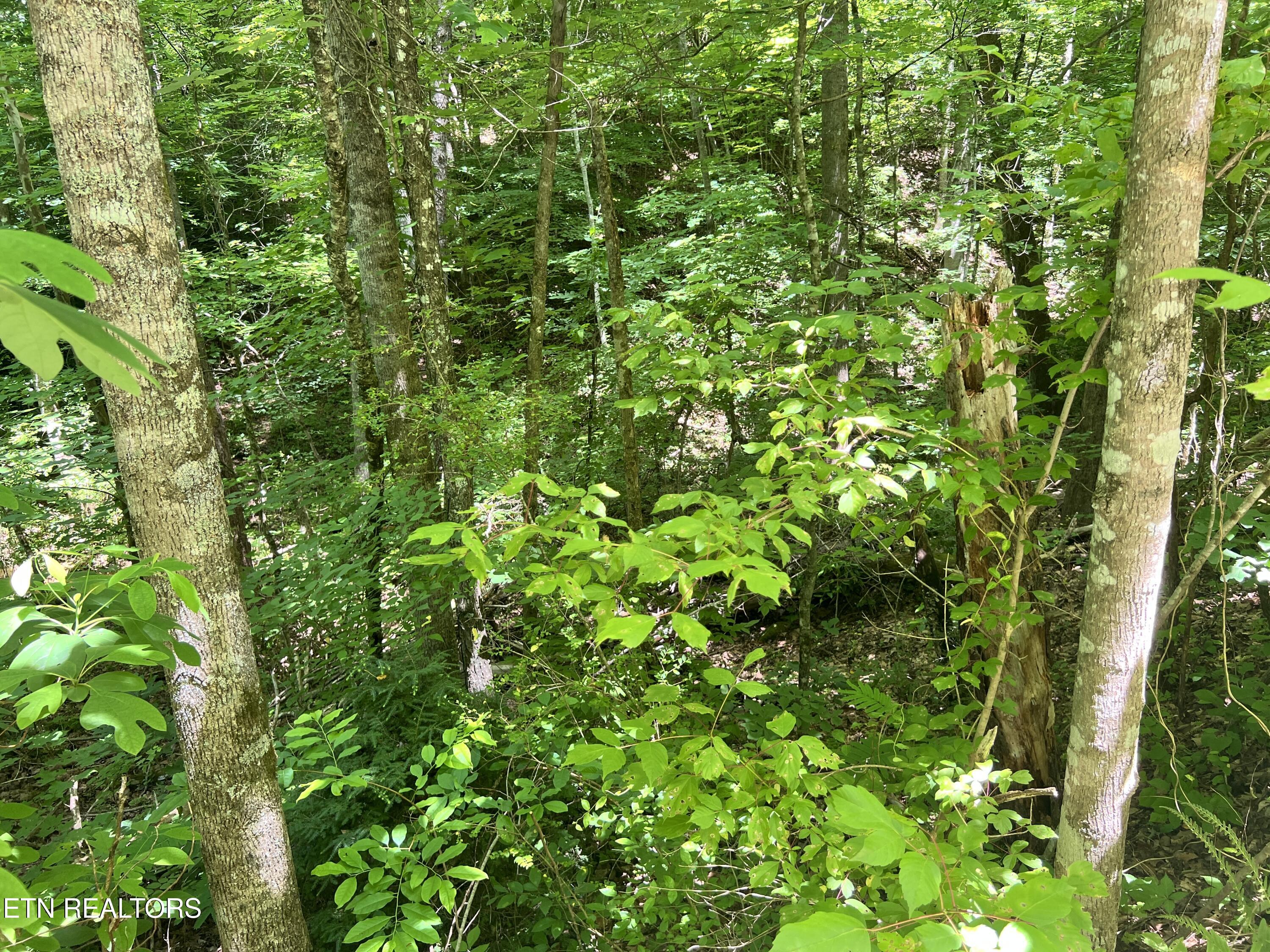Fir Drive Sevierville TN 37876