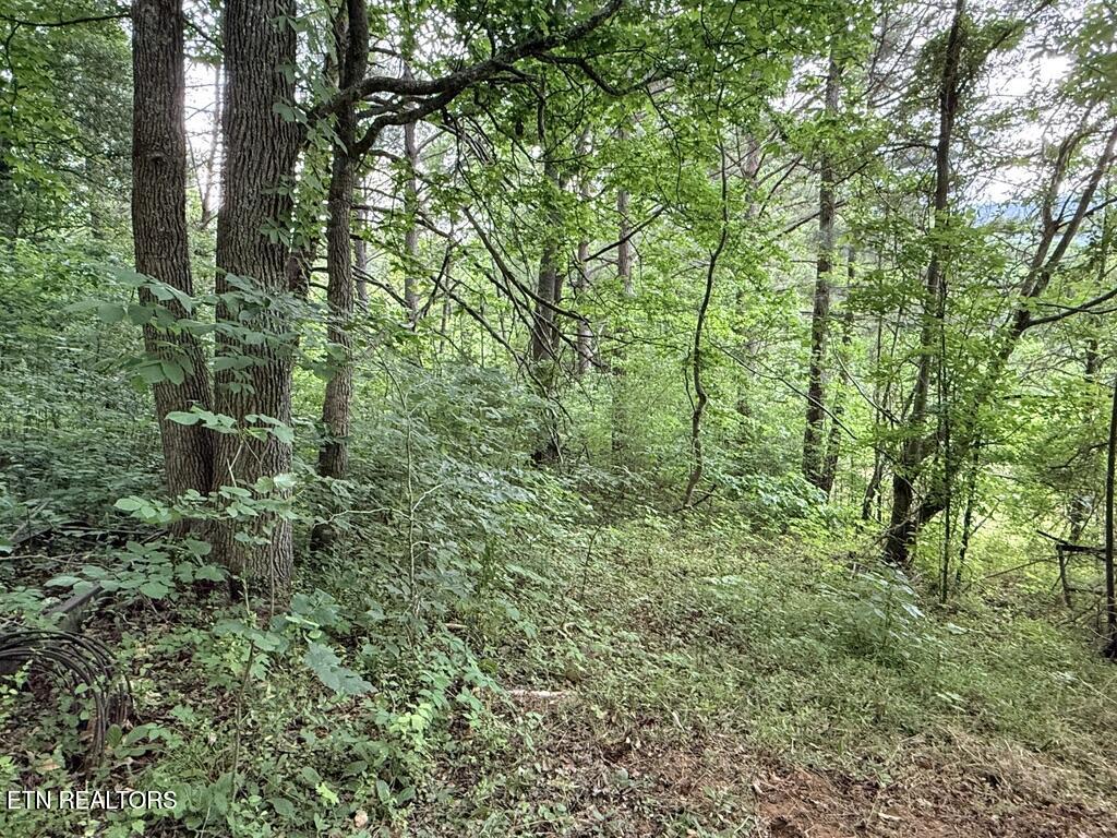 Old Chilhowee Tract 3 Road Seymour TN 37865