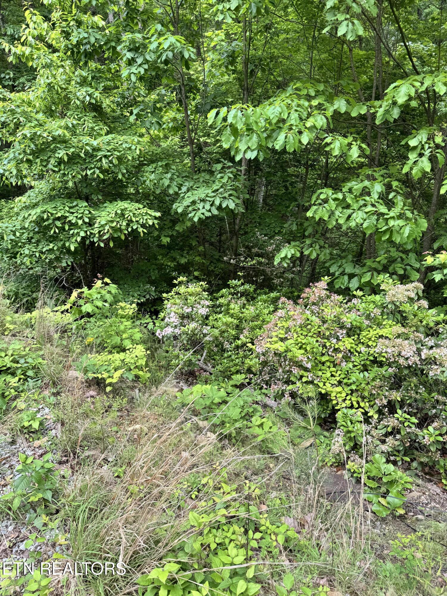 Goose Creek Road Seymour TN 37865