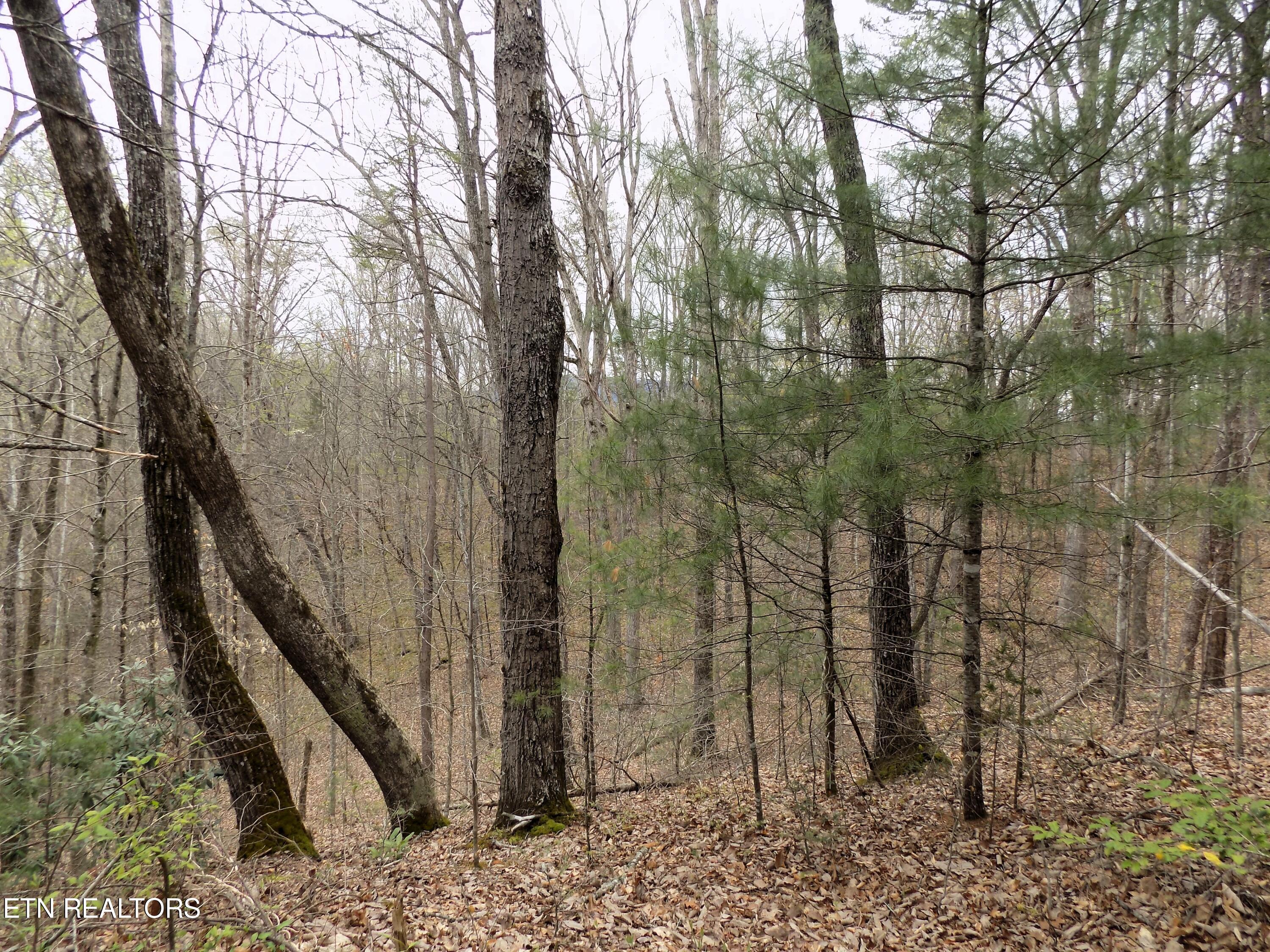 Par 001.08 Mountain Shadow Way Cosby TN 37722