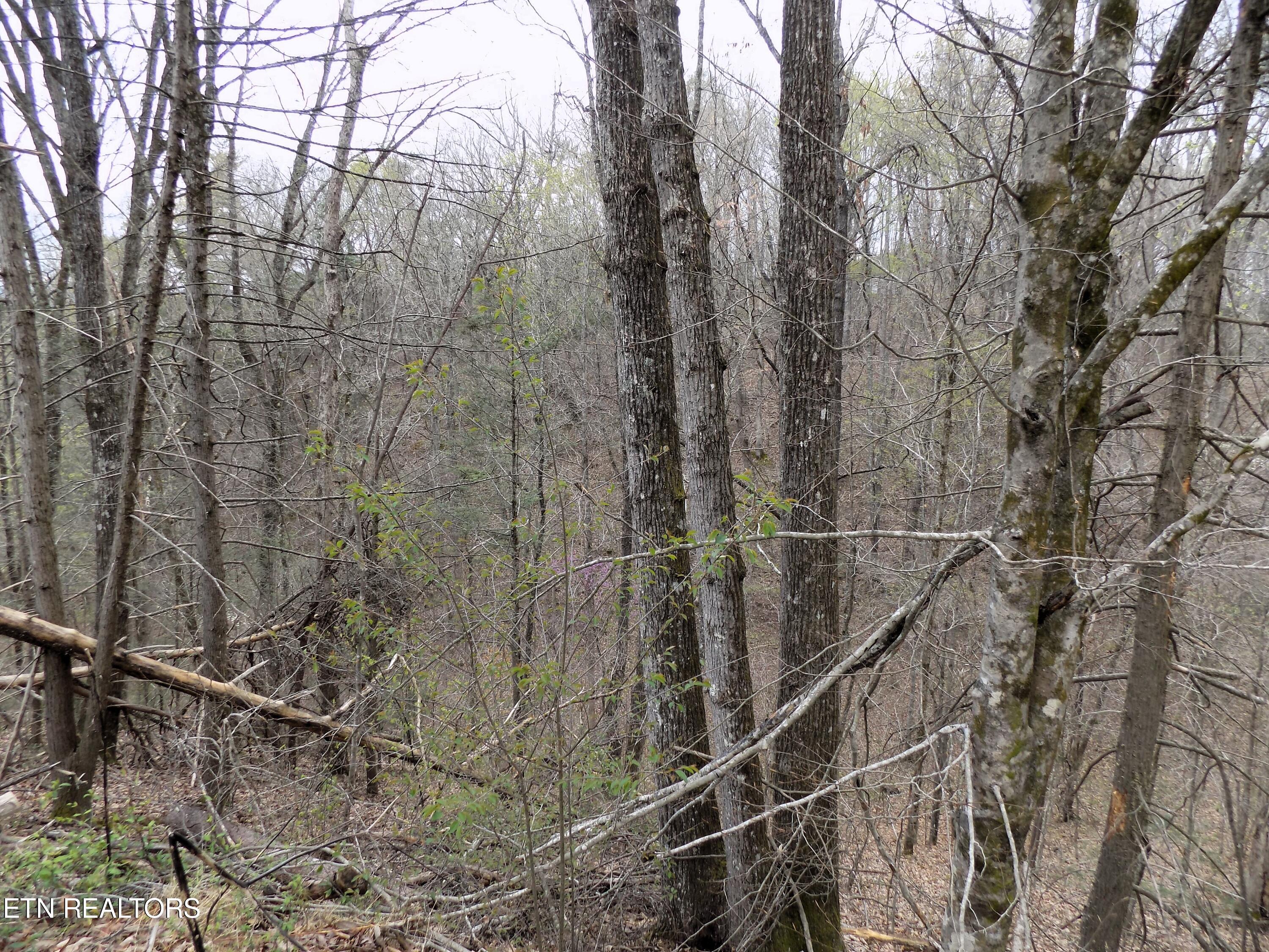 Par 001.08 Mountain Shadow Way Cosby TN 37722