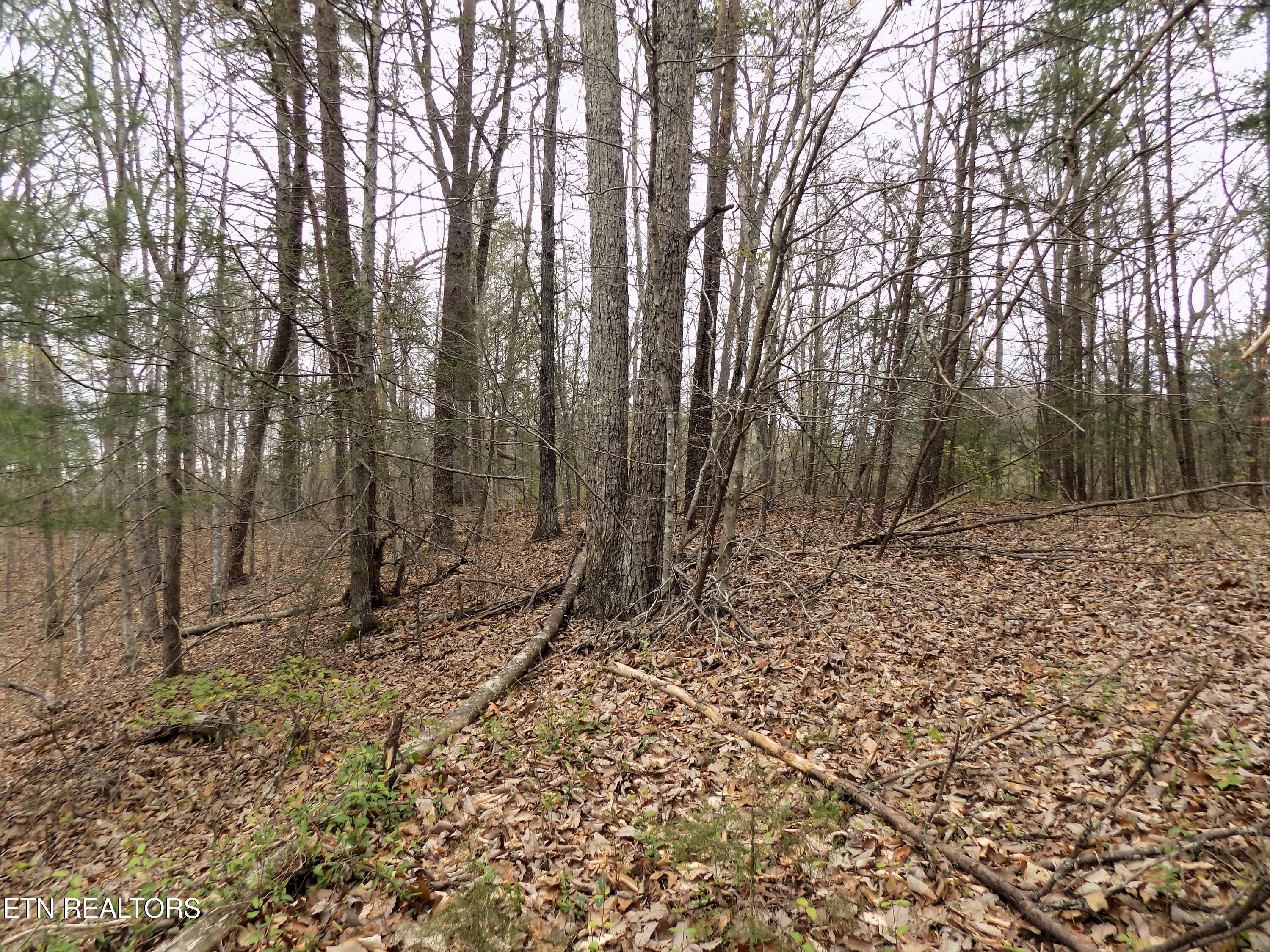 Par 001.08 Mountain Shadow Way Cosby TN 37722
