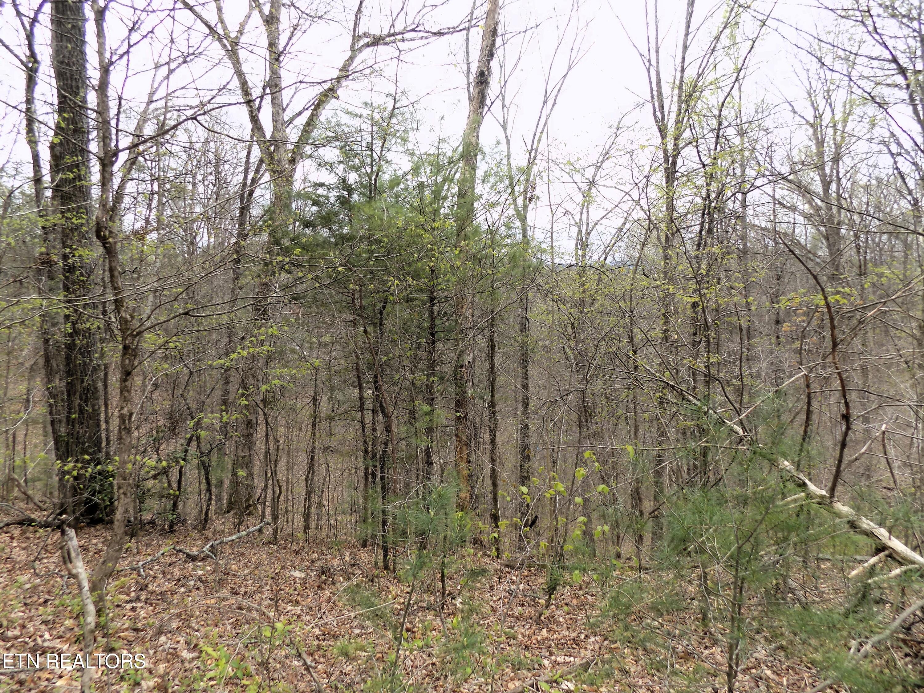 Par 001.08 Mountain Shadow Way Cosby TN 37722