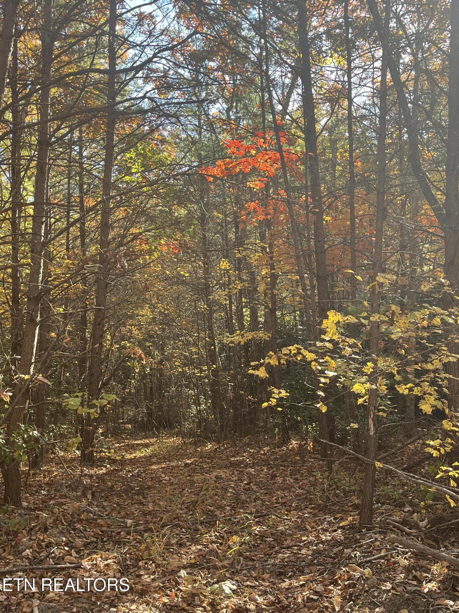 108 Cherokee Path Tellico Plains TN 37385