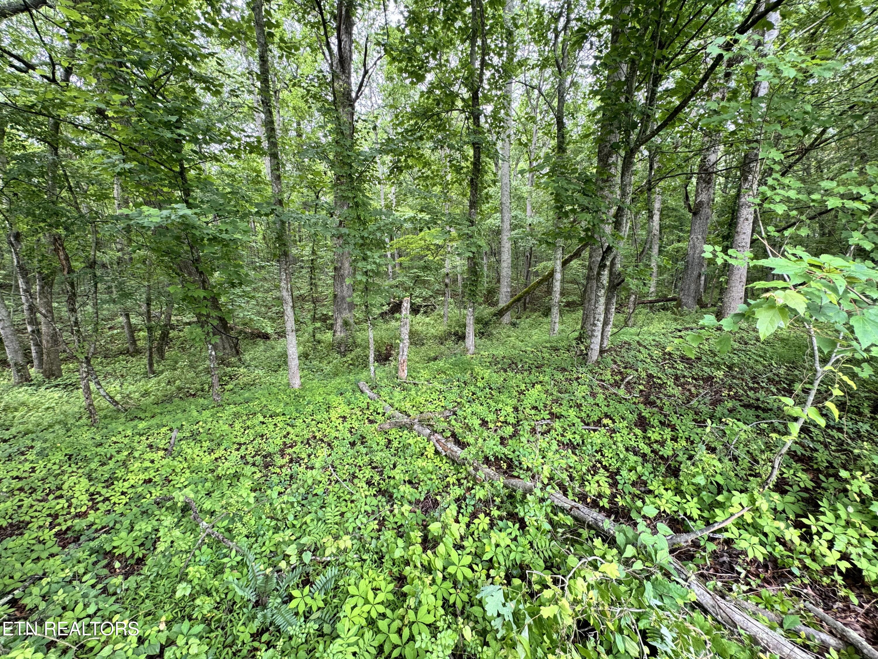 1759 Meister Hills Road Drive Deer Lodge TN 37726