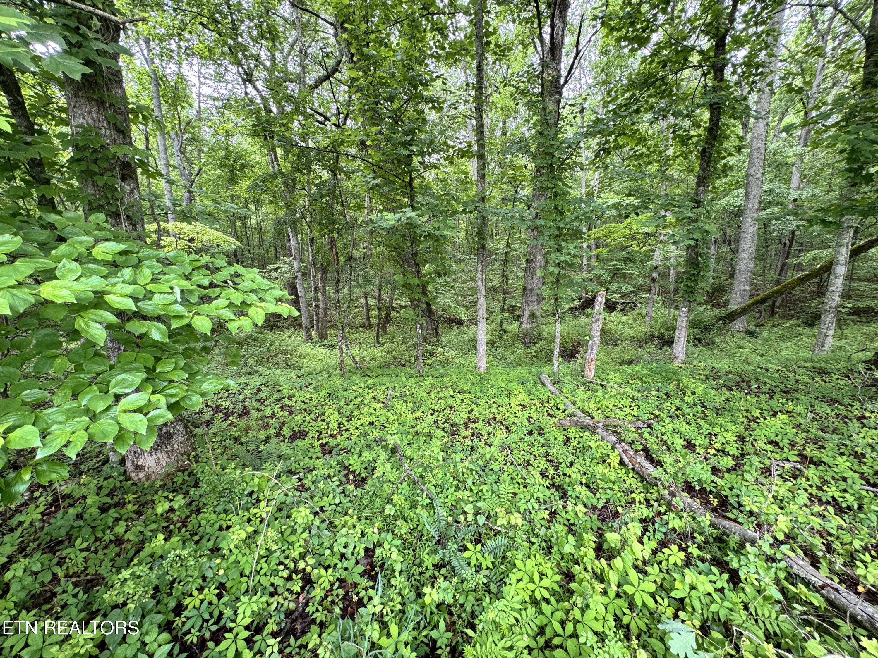 1759 Meister Hills Road Drive Deer Lodge TN 37726
