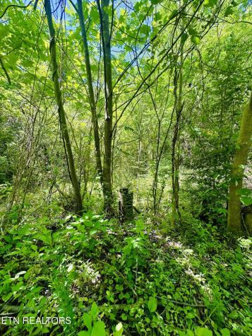 Stoney Fork Road Caryville TN 37714