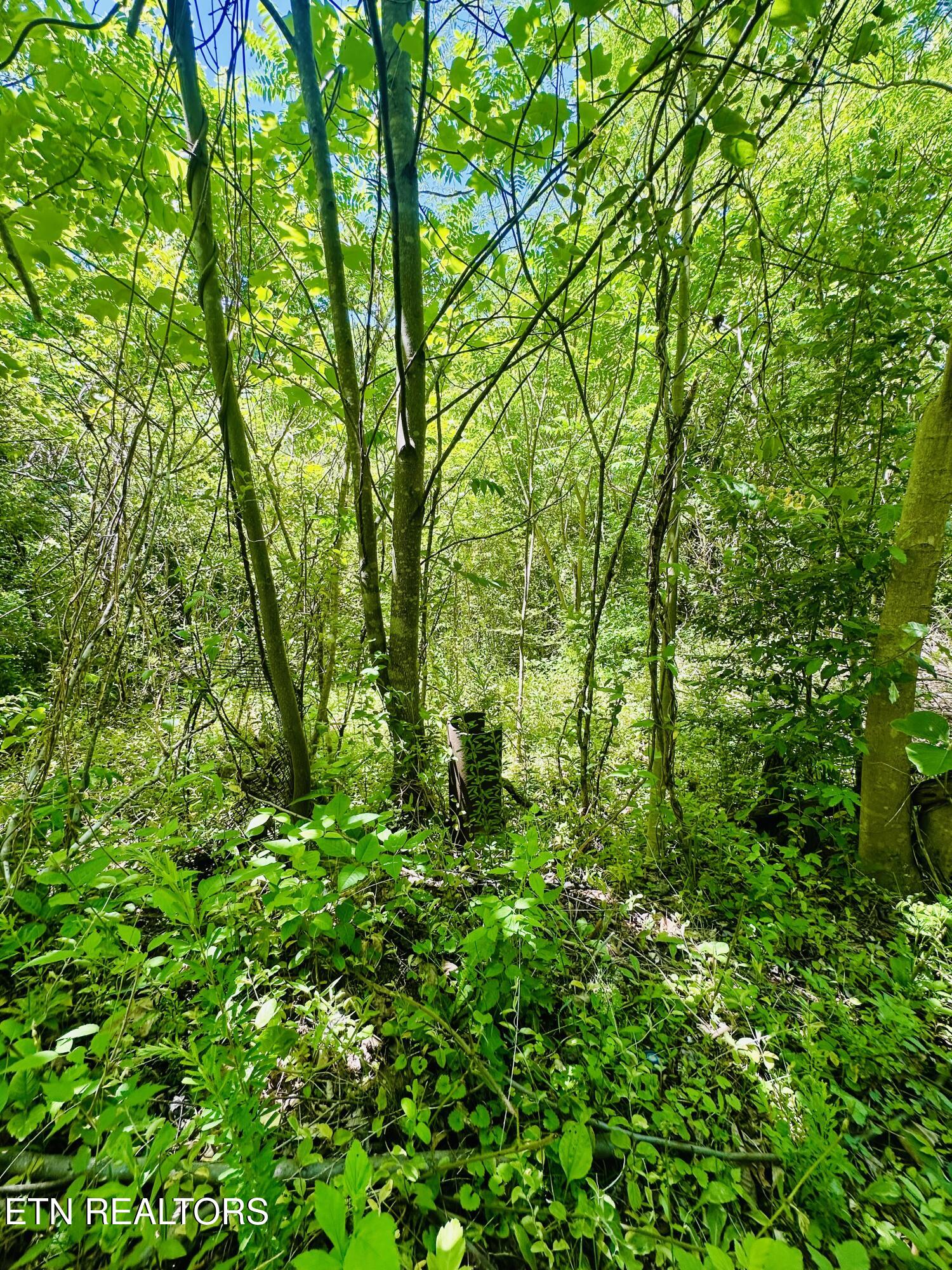Stoney Fork Road Caryville TN 37714